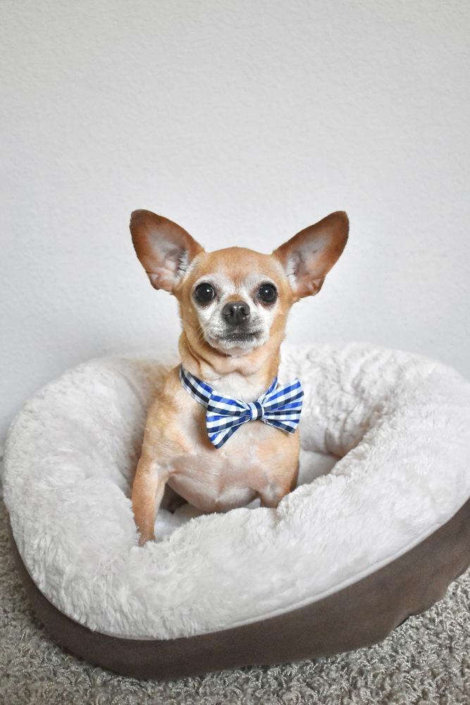 Enlarge Puchi, a Adoptable Chihuahua in Frisco, TX image 3/4