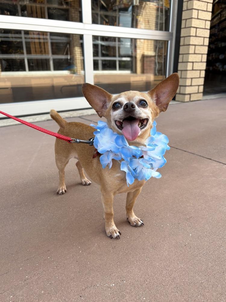 Enlarge Puchi, a Adoptable Chihuahua in Frisco, TX image 4/4