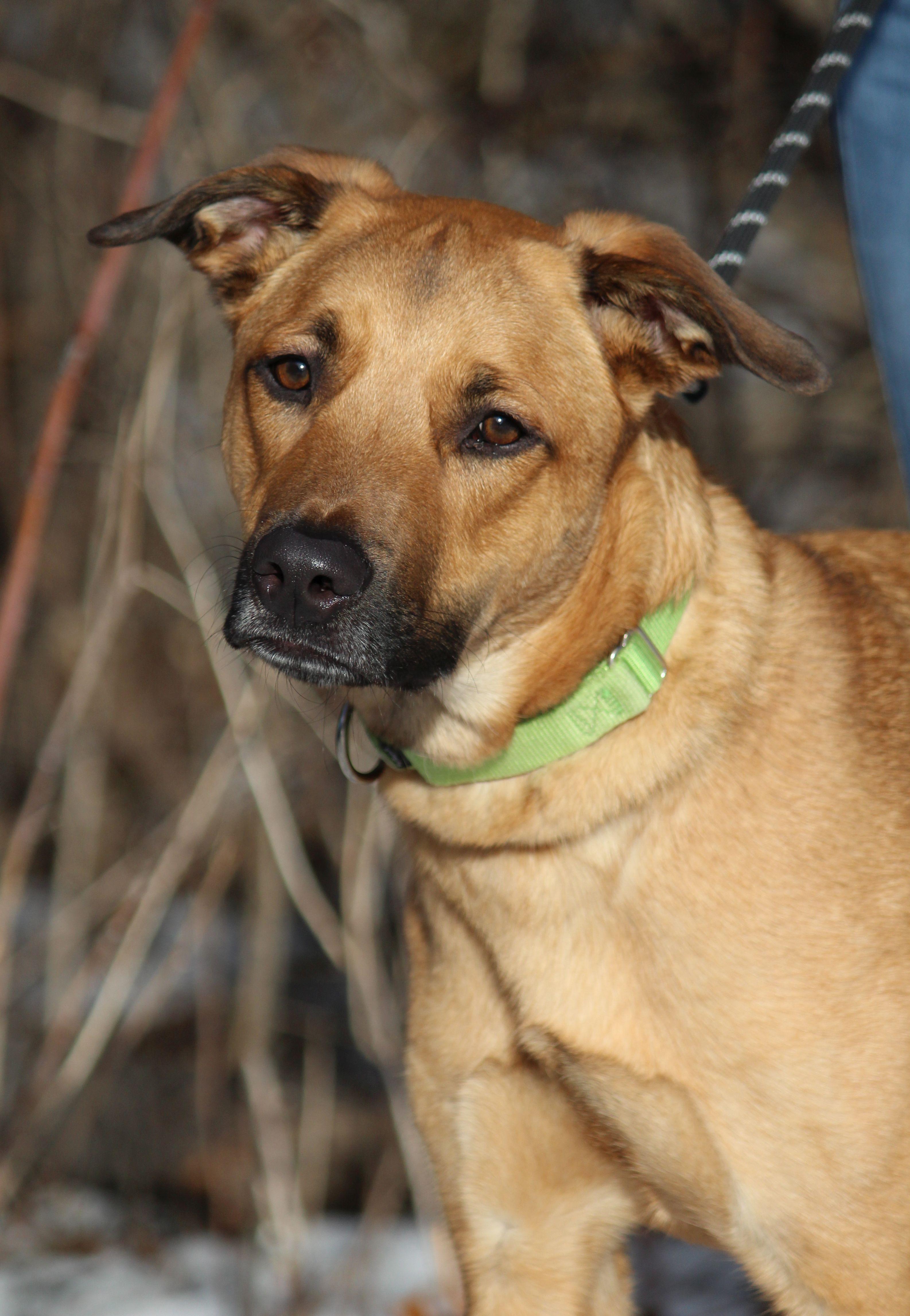 Hercules, a ADOPTABLE mixed breed in Portage, WI image 3/4