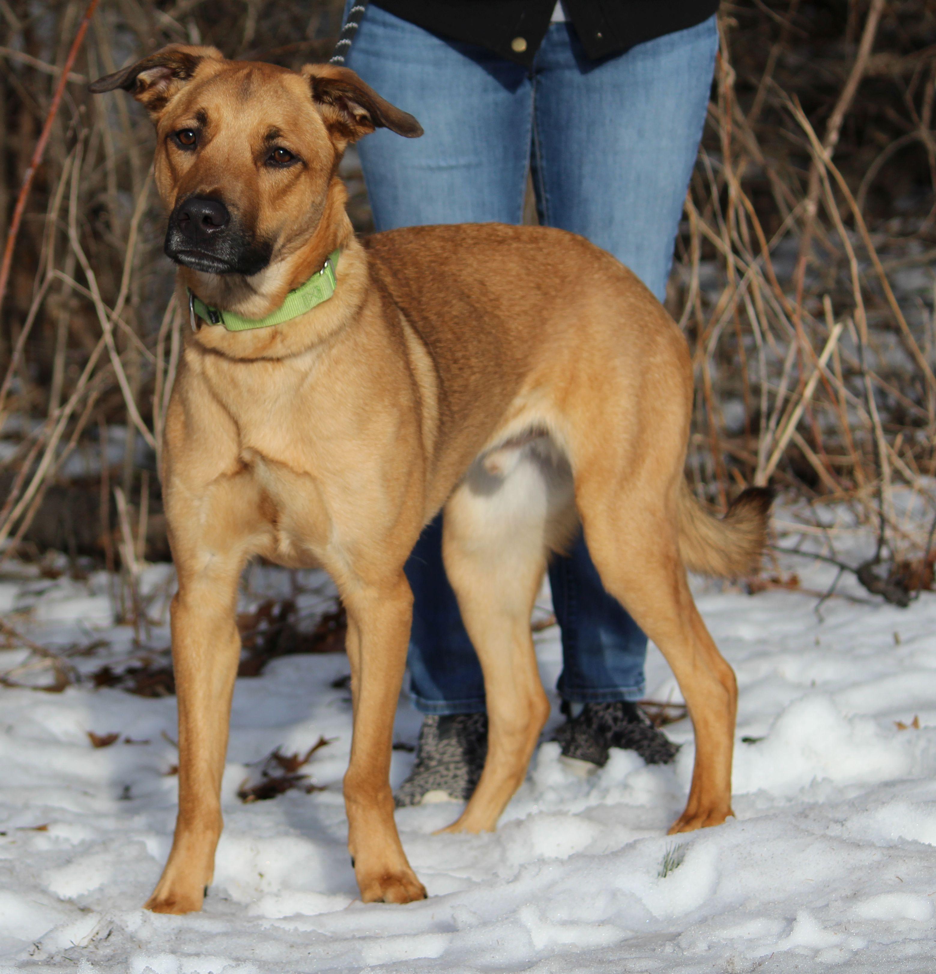 Hercules, a ADOPTABLE mixed breed in Portage, WI image 4/4
