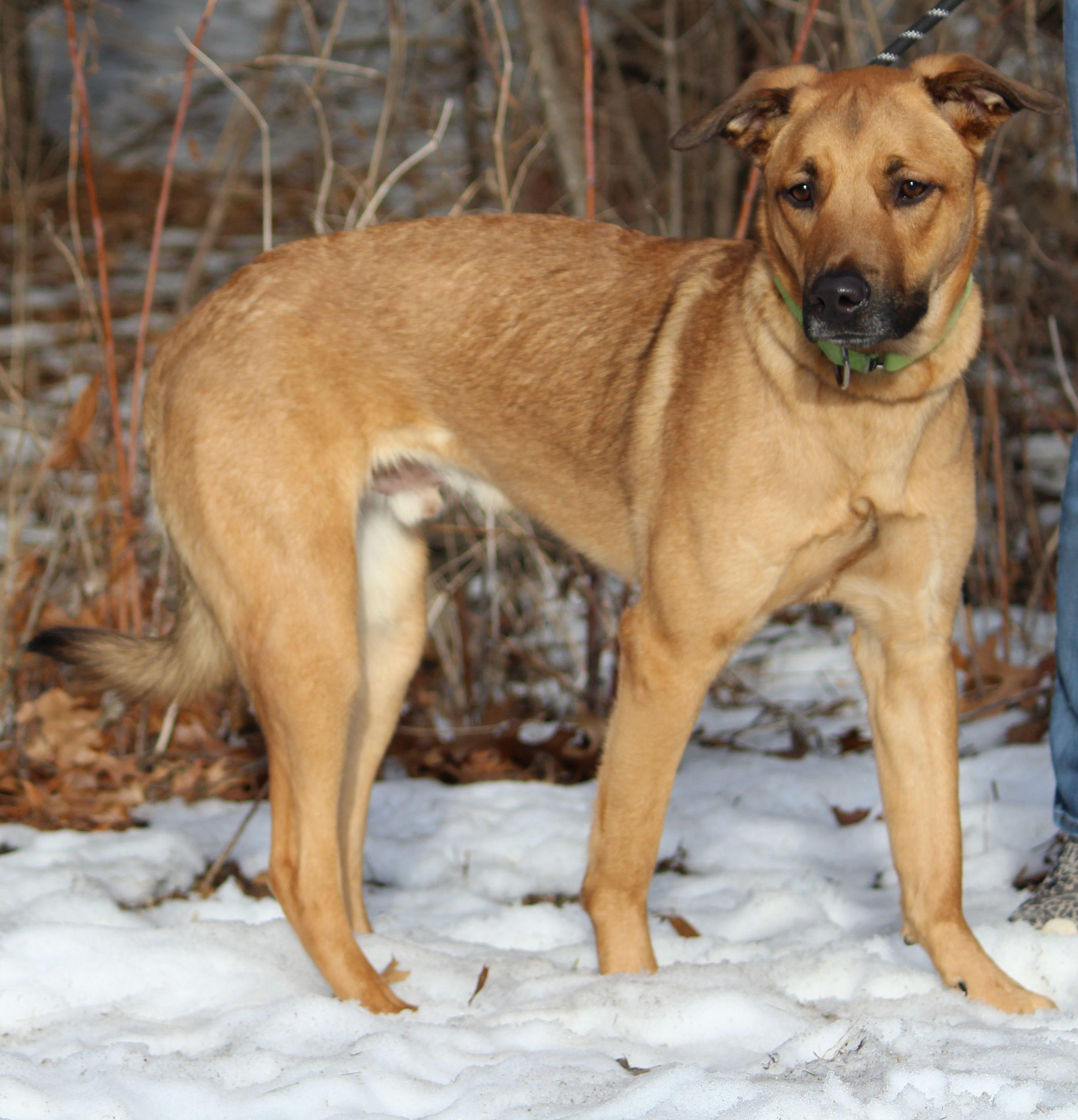 Hercules, ADOPTABLE, Young Male Mixed Breed.
