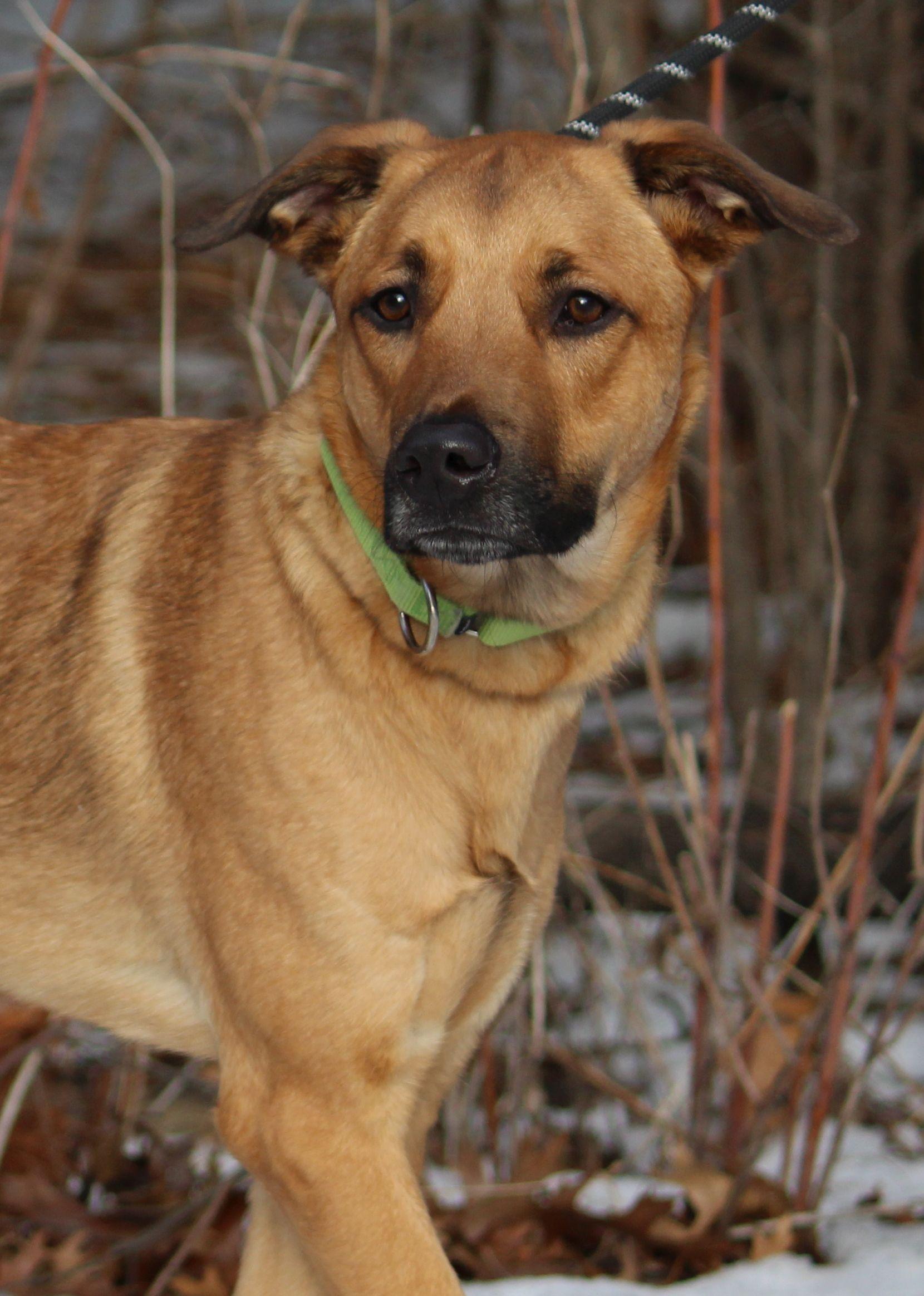 Hercules, a ADOPTABLE mixed breed in Portage, WI image 2/4