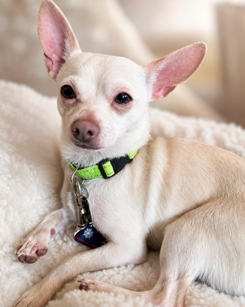 Alder, Adoptable, Young Male Chihuahua.