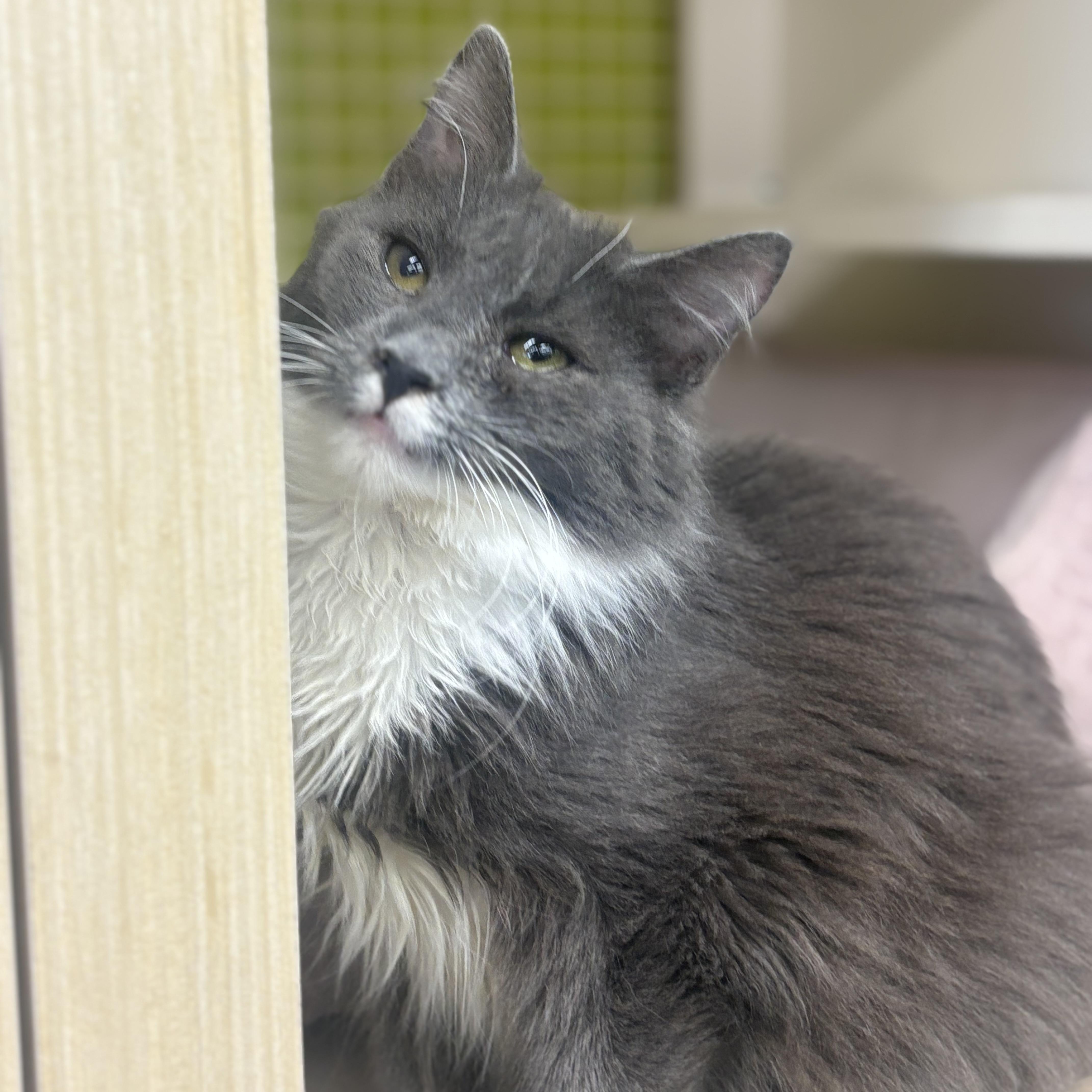 Kisses, Baby Female Domestic Medium Hair