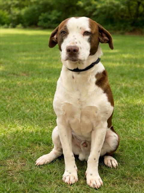 ICE CREAM, Adoptable, Young Male Pit Bull Terrier & Mixed Breed.