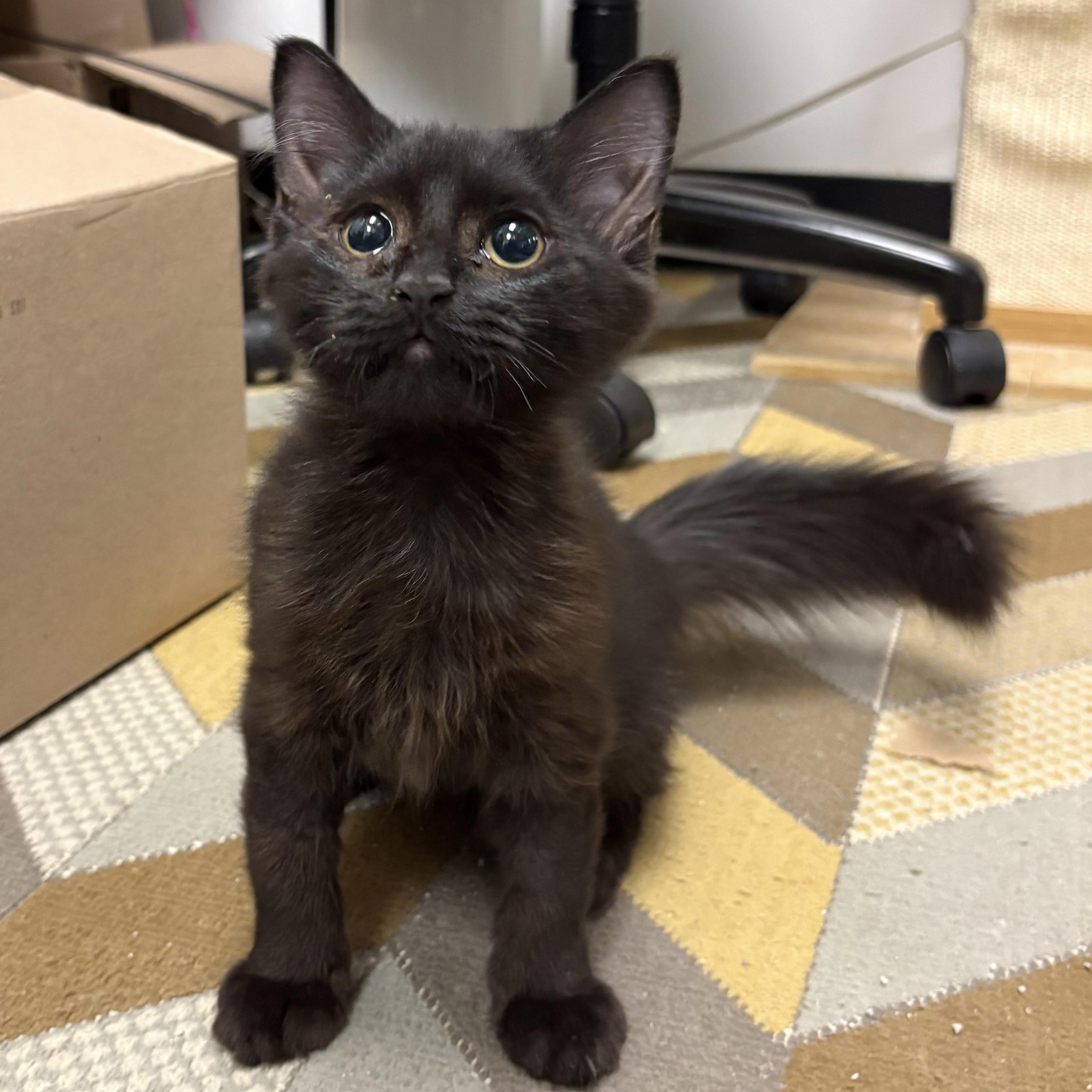 Enlarge Brandy, a Adoptable Domestic Long Hair in Norwalk, CT image 1/1