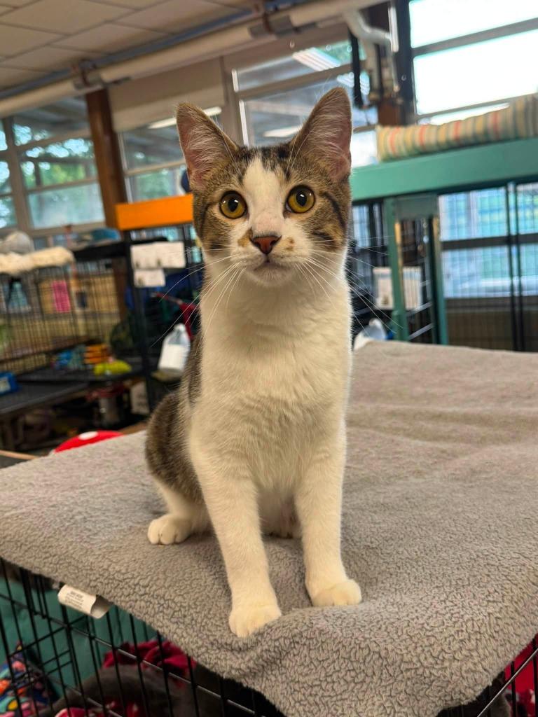 Toaster, Adoptable, Kitten Male Domestic Short Hair.