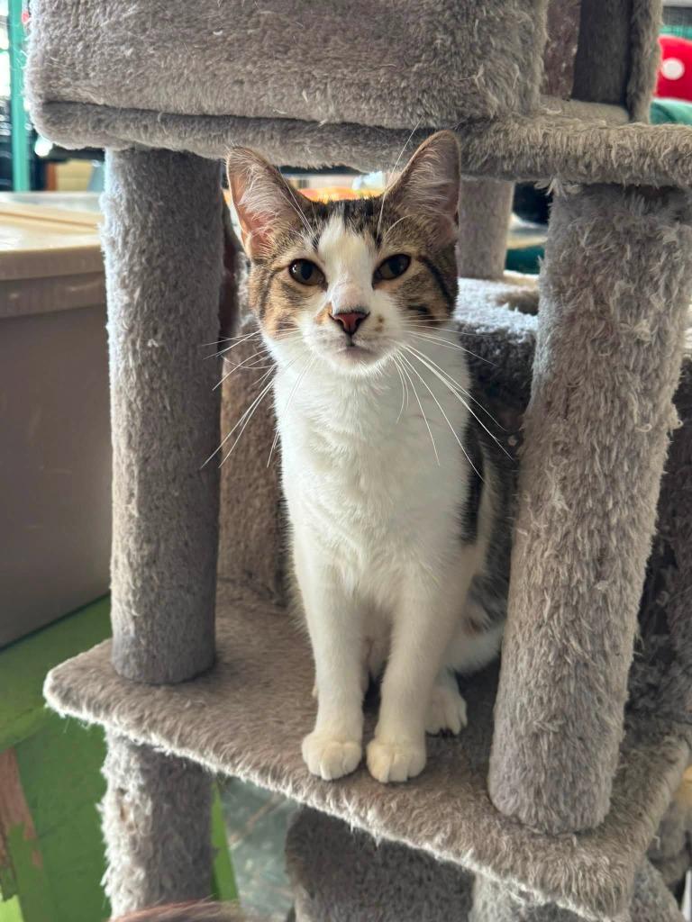 Toaster, a Adoptable mixed breed in Effingham, IL image 2/6