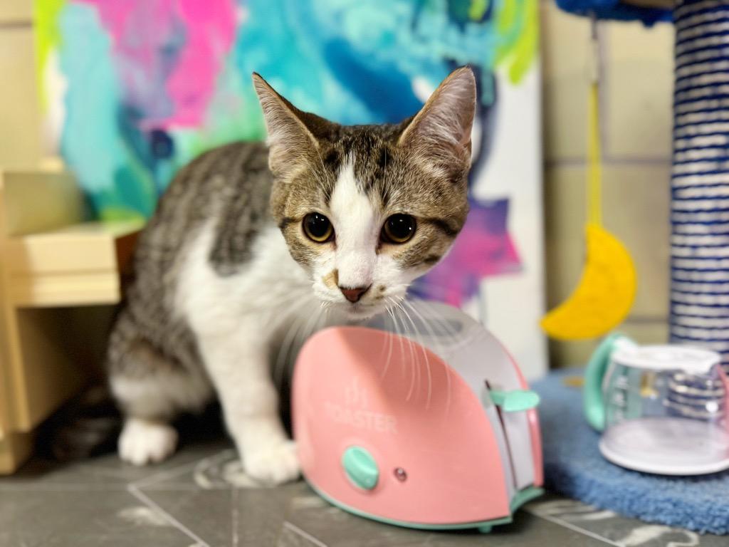 Toaster, Adoptable, Kitten Male Domestic Short Hair.