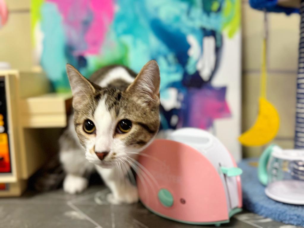 Enlarge Toaster, a Adoptable mixed breed in Effingham, IL image 2/3