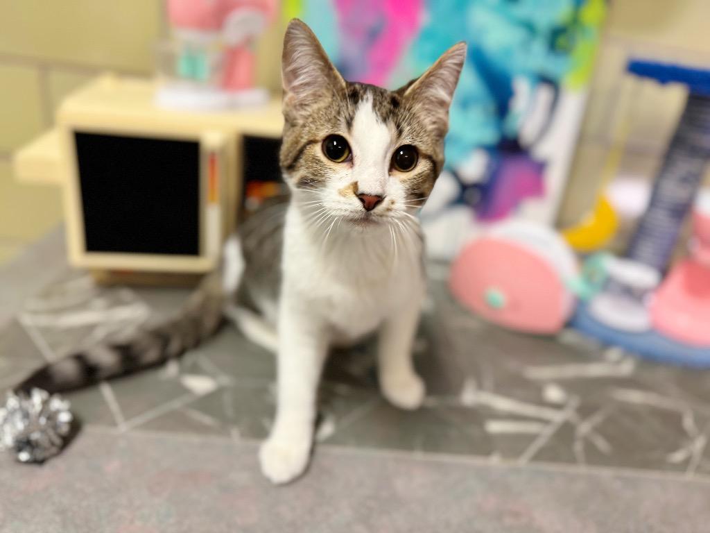 Enlarge Toaster, a Adoptable mixed breed in Effingham, IL image 3/3