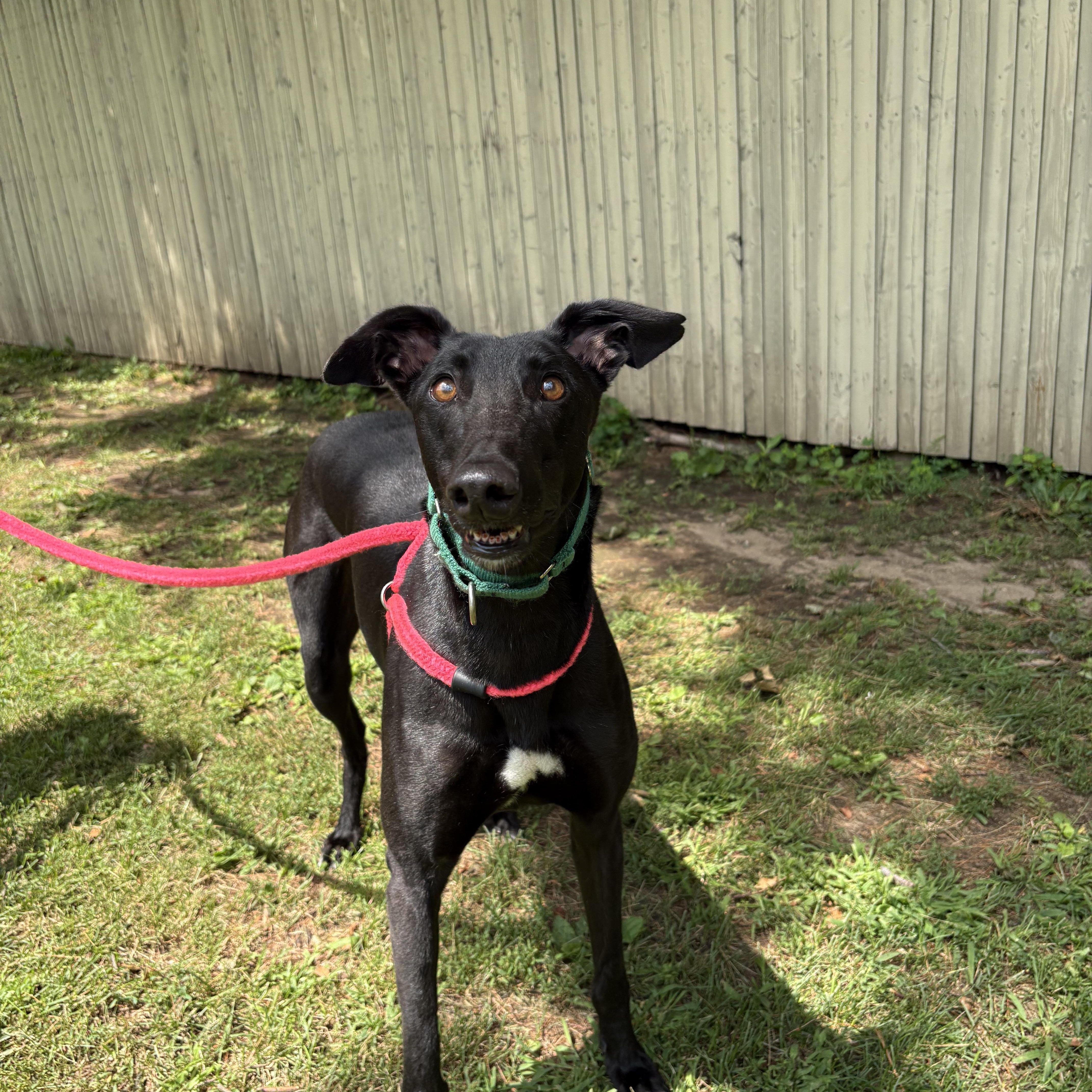 Enlarge Sabbath, a Adoptable Greyhound in Swanzey, NH image 4/5