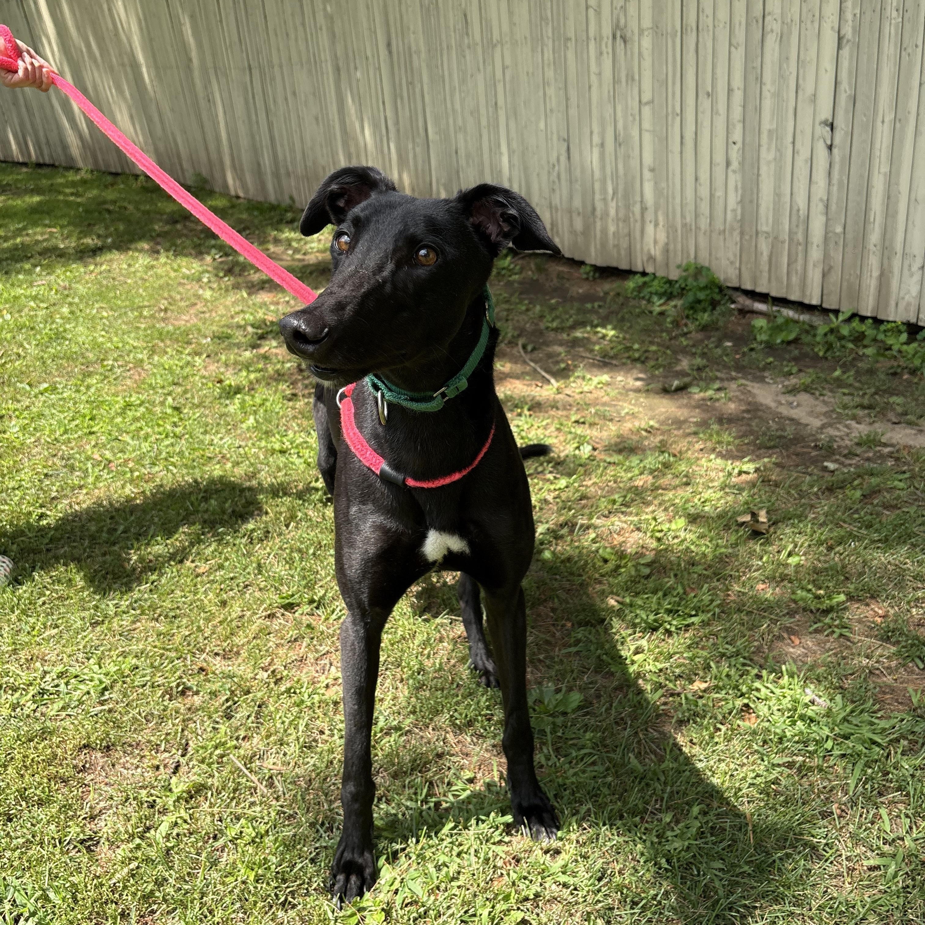 Enlarge Sabbath, a Adoptable Greyhound in Swanzey, NH image 5/5