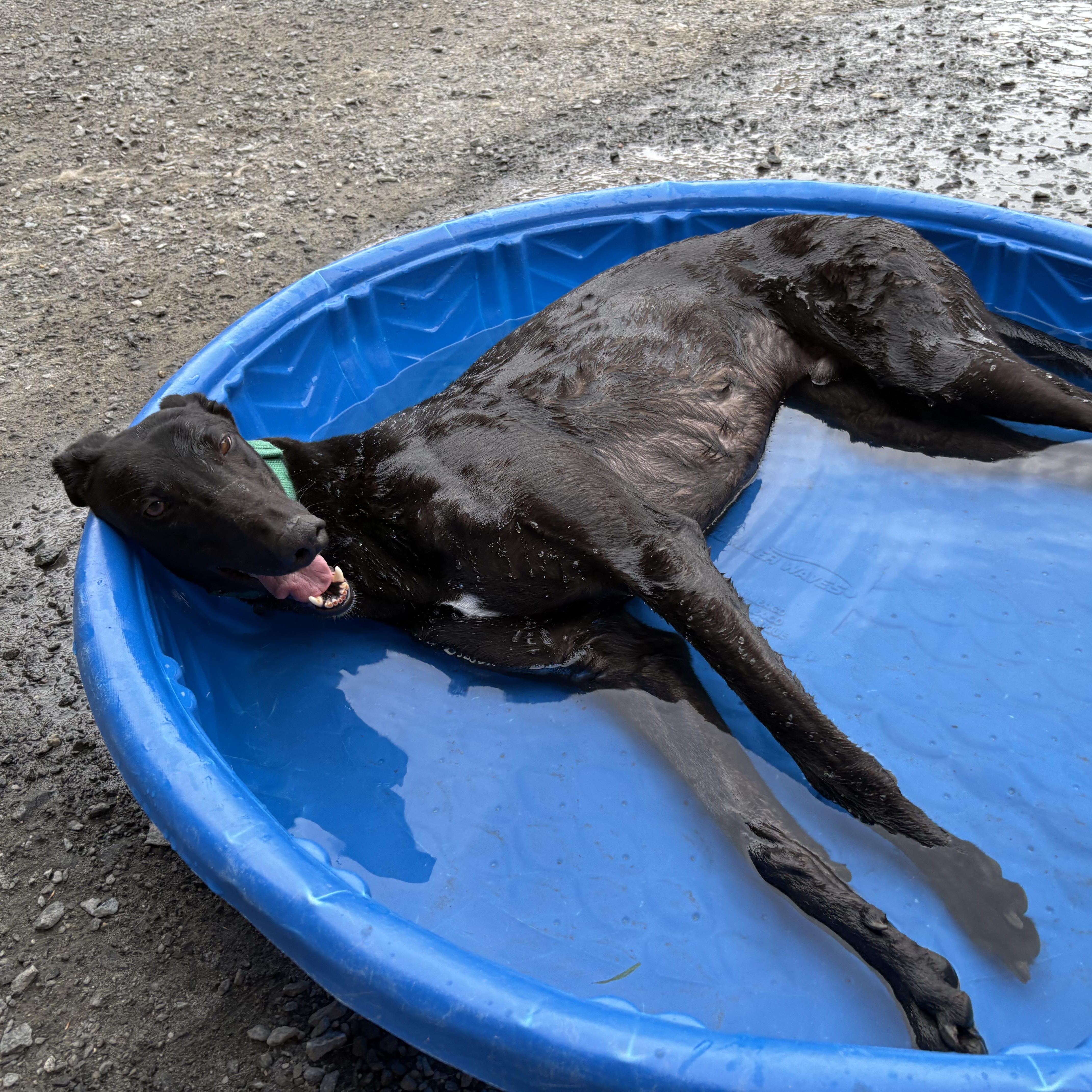 Enlarge Sabbath, a Adoptable Greyhound in Swanzey, NH image 2/5