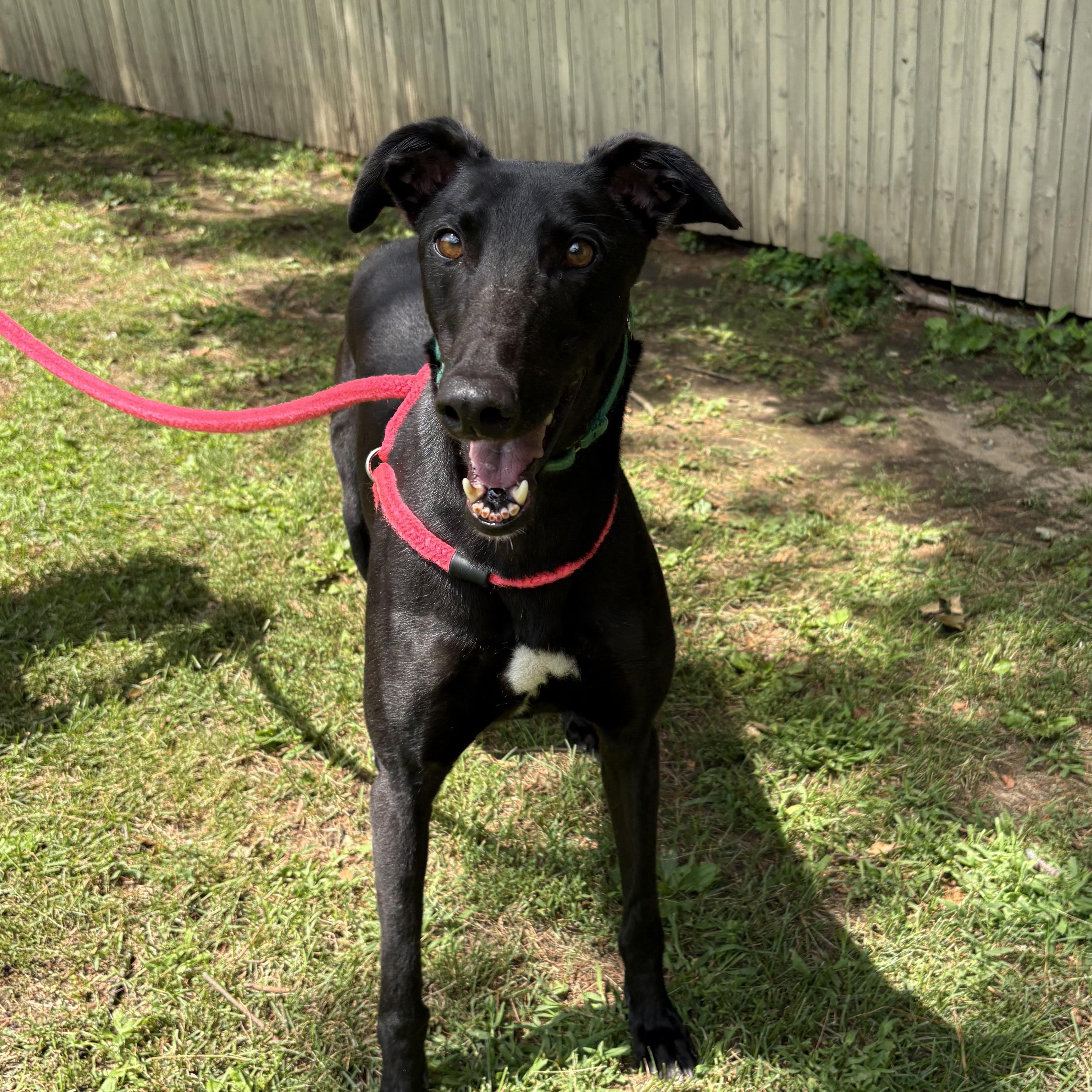 Enlarge Sabbath, a Adoptable Greyhound in Swanzey, NH image 1/5