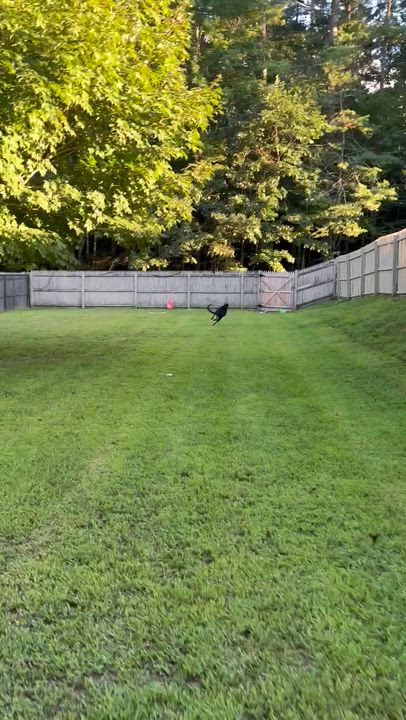 Enlarge Sabbath, a Adoptable Greyhound in Swanzey, NH video 3/5