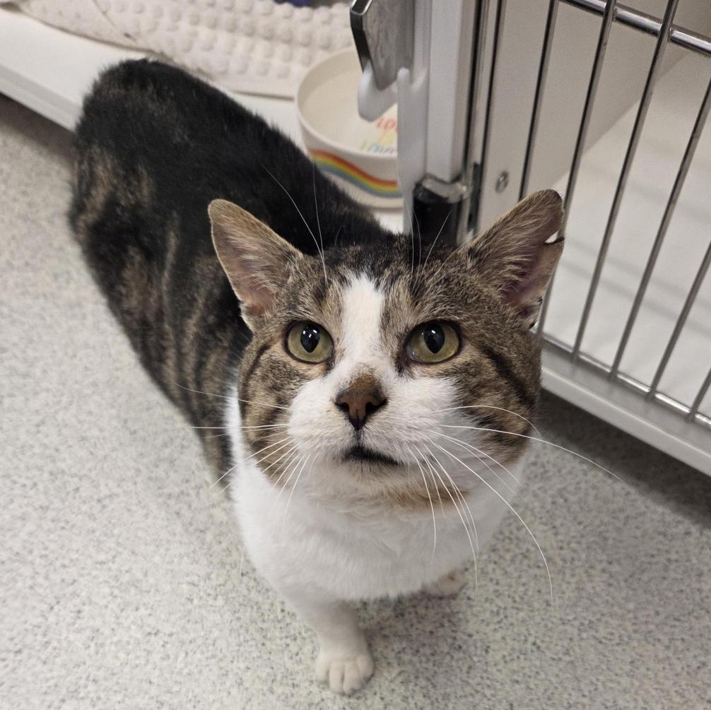 Tony 2 Toes, adopted, Senior Male Domestic Short Hair.