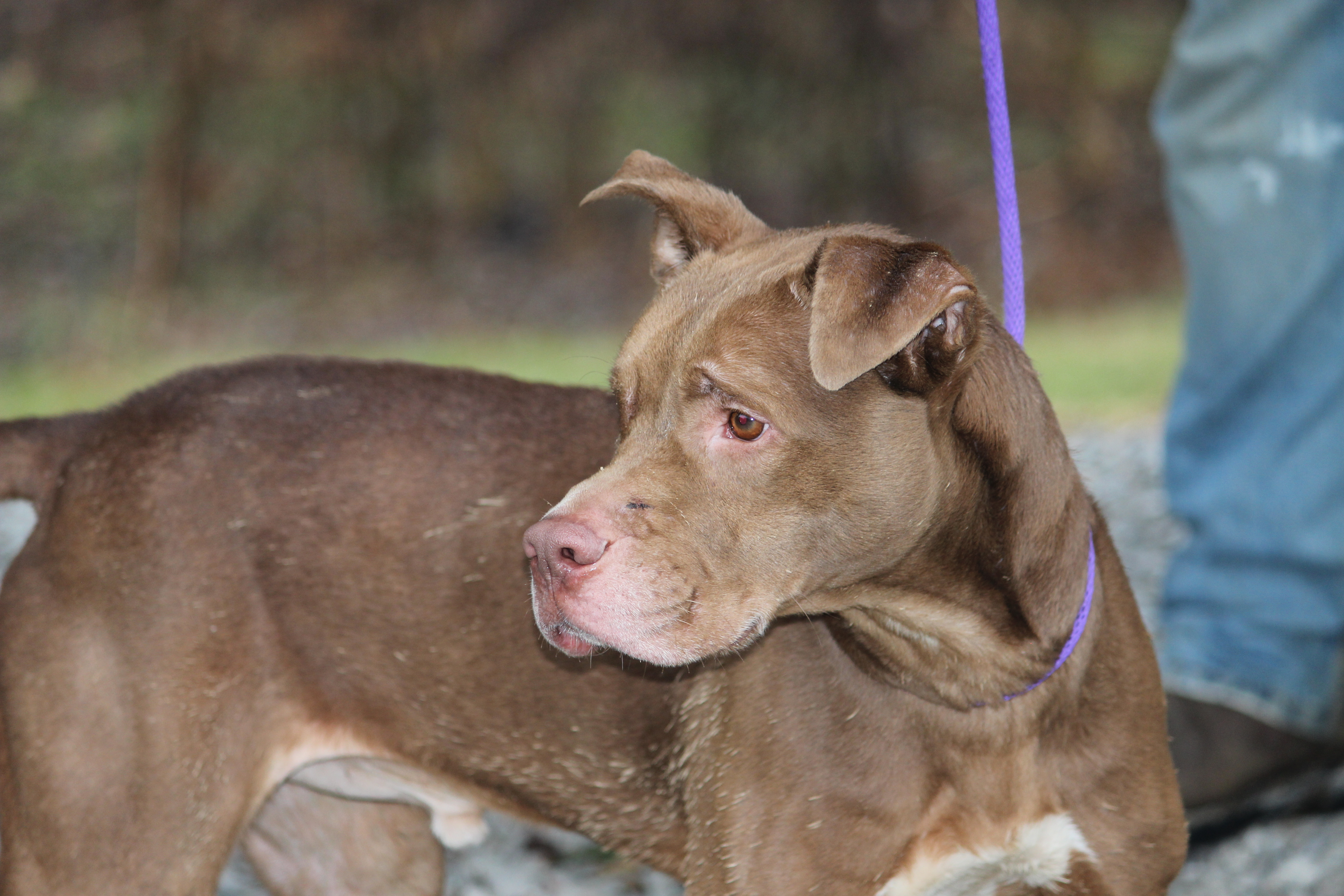 HUEY, a Adoptable Mixed Breed in Brazil, IN image 1/10