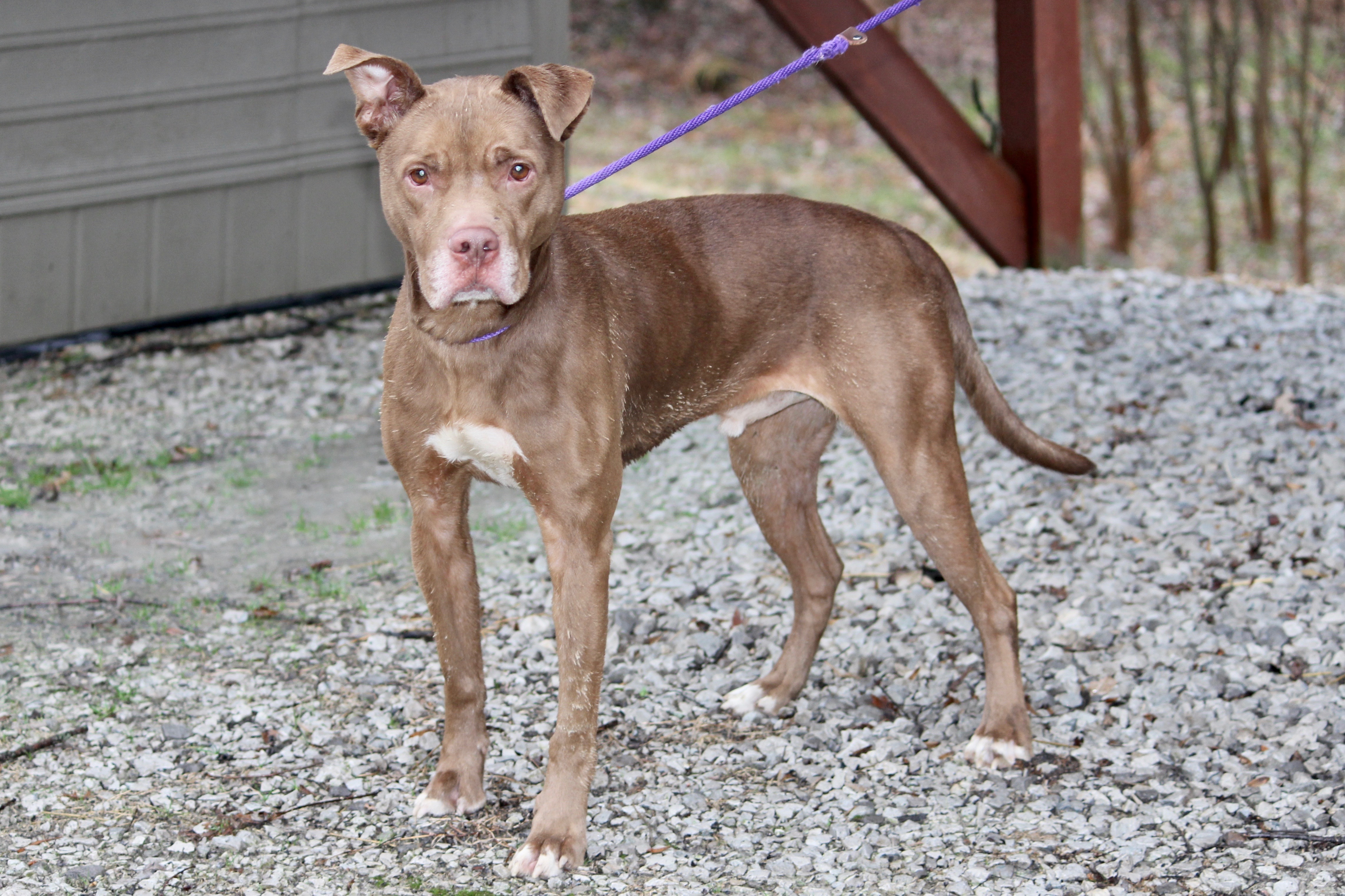 HUEY, a Adoptable Mixed Breed in Brazil, IN image 2/10