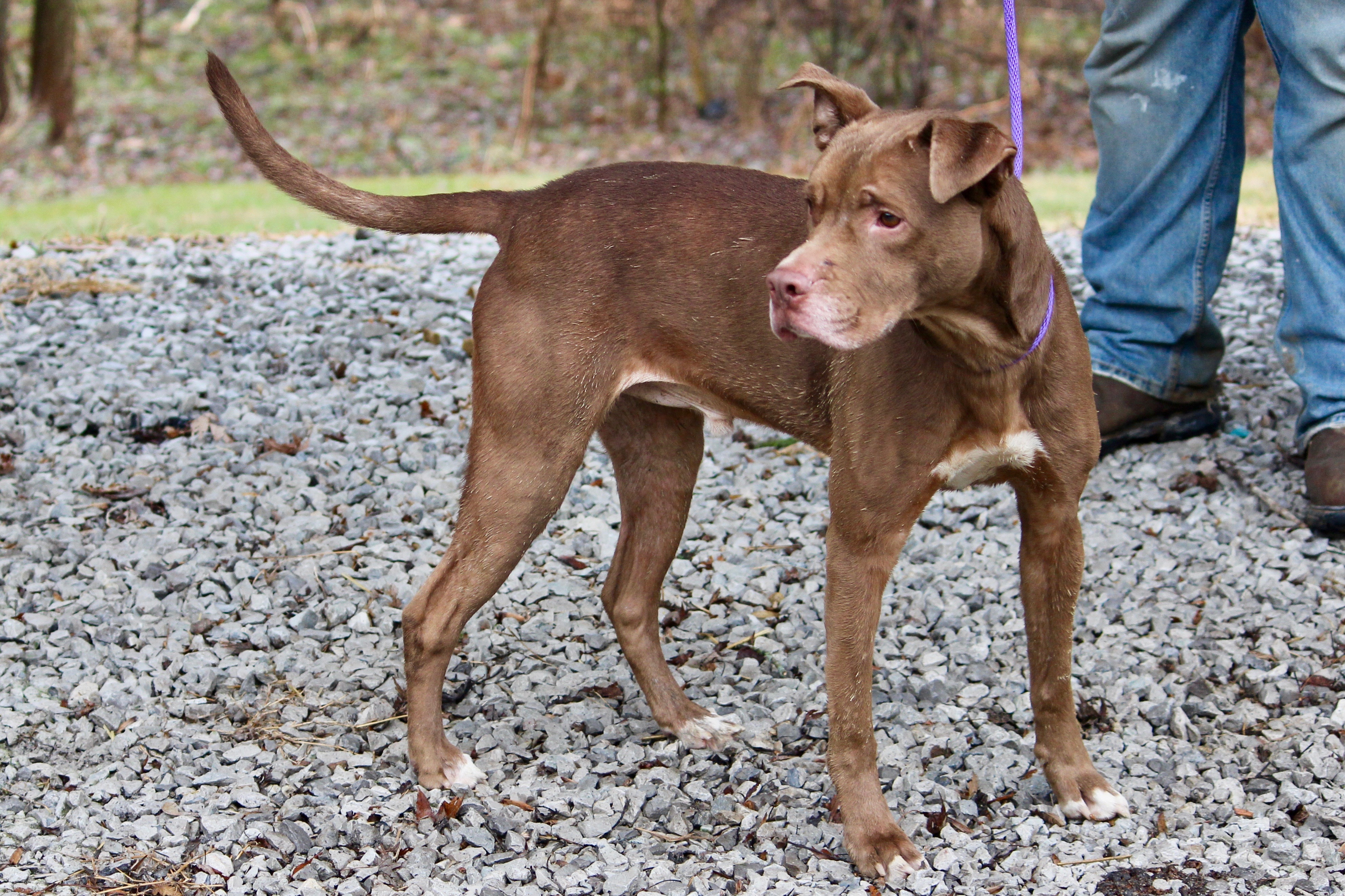 HUEY, a Adoptable Mixed Breed in Brazil, IN image 3/10