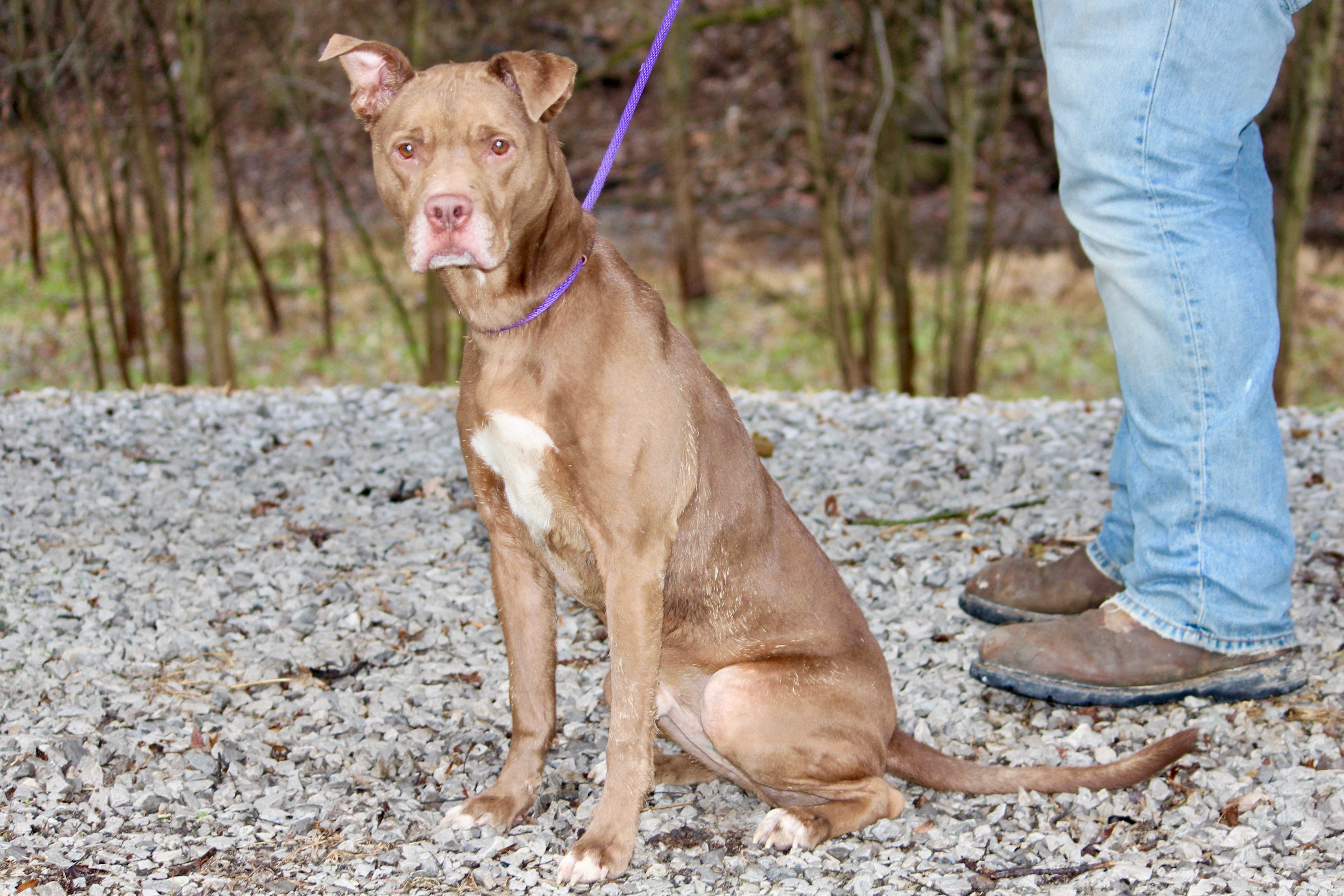 HUEY, a Adoptable Mixed Breed in Brazil, IN image 4/10