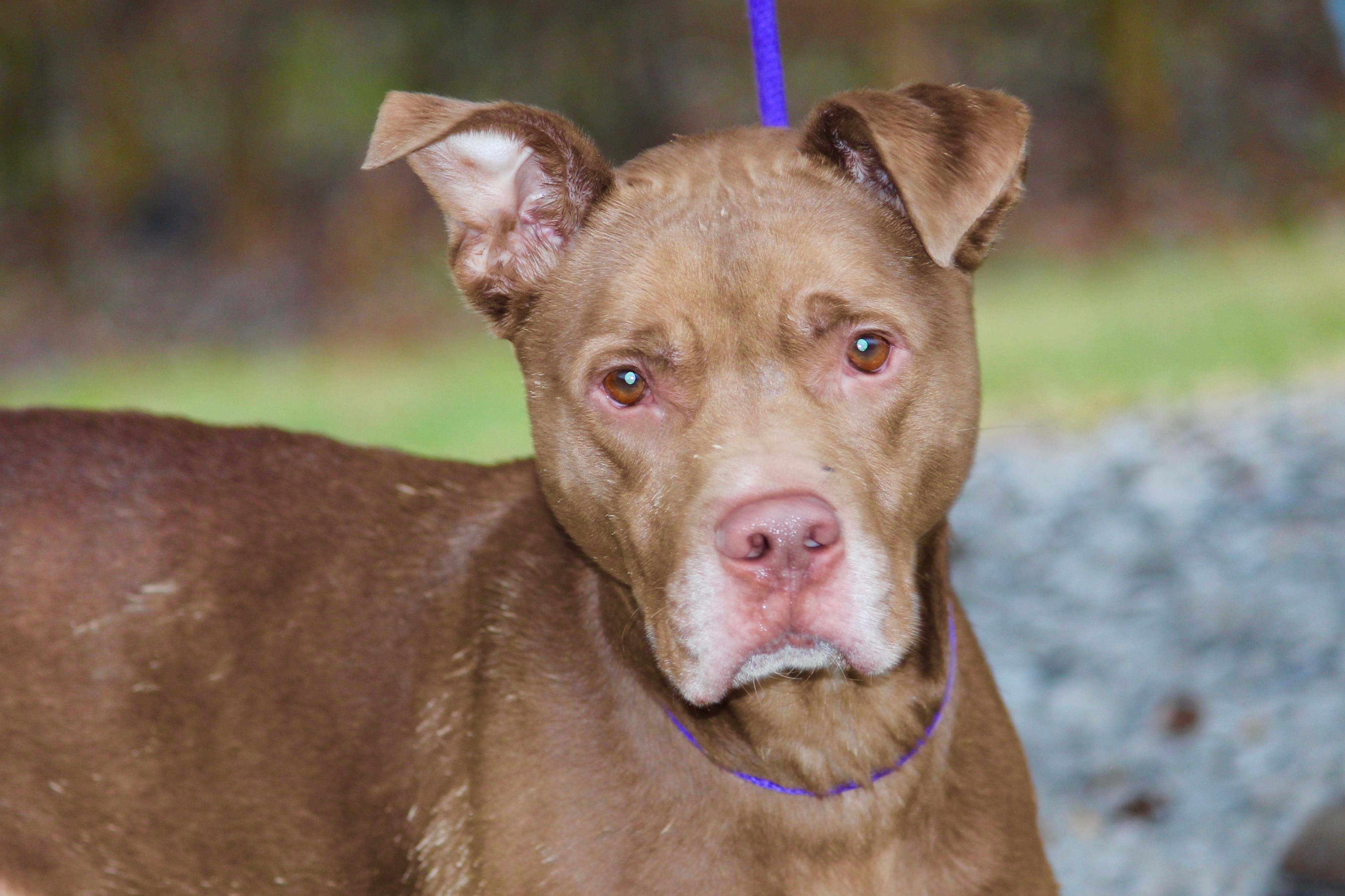 HUEY, a Adoptable Mixed Breed in Brazil, IN image 5/10