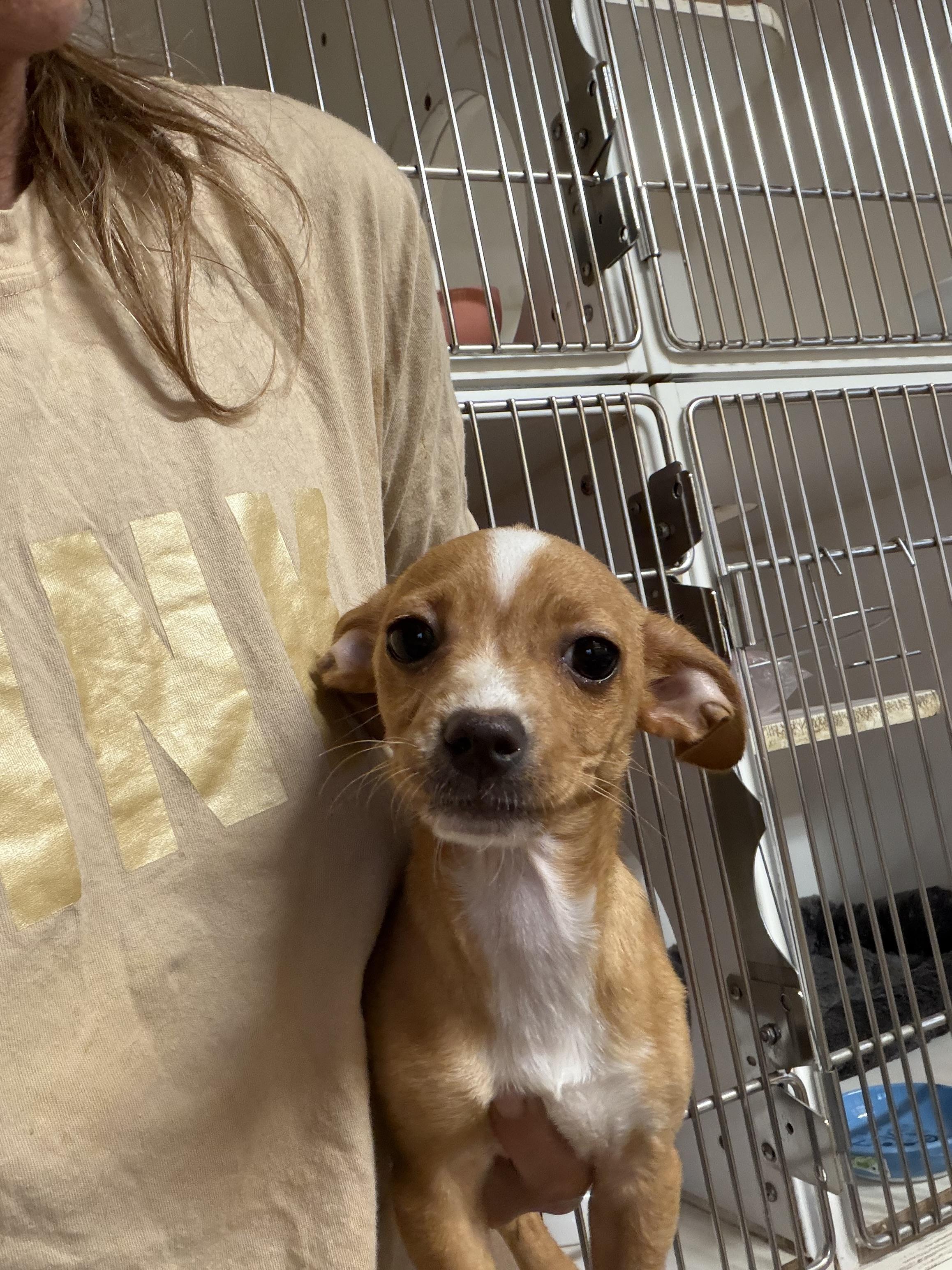 Marie, a ADOPTABLE mixed breed in Westerly, RI image 2/5