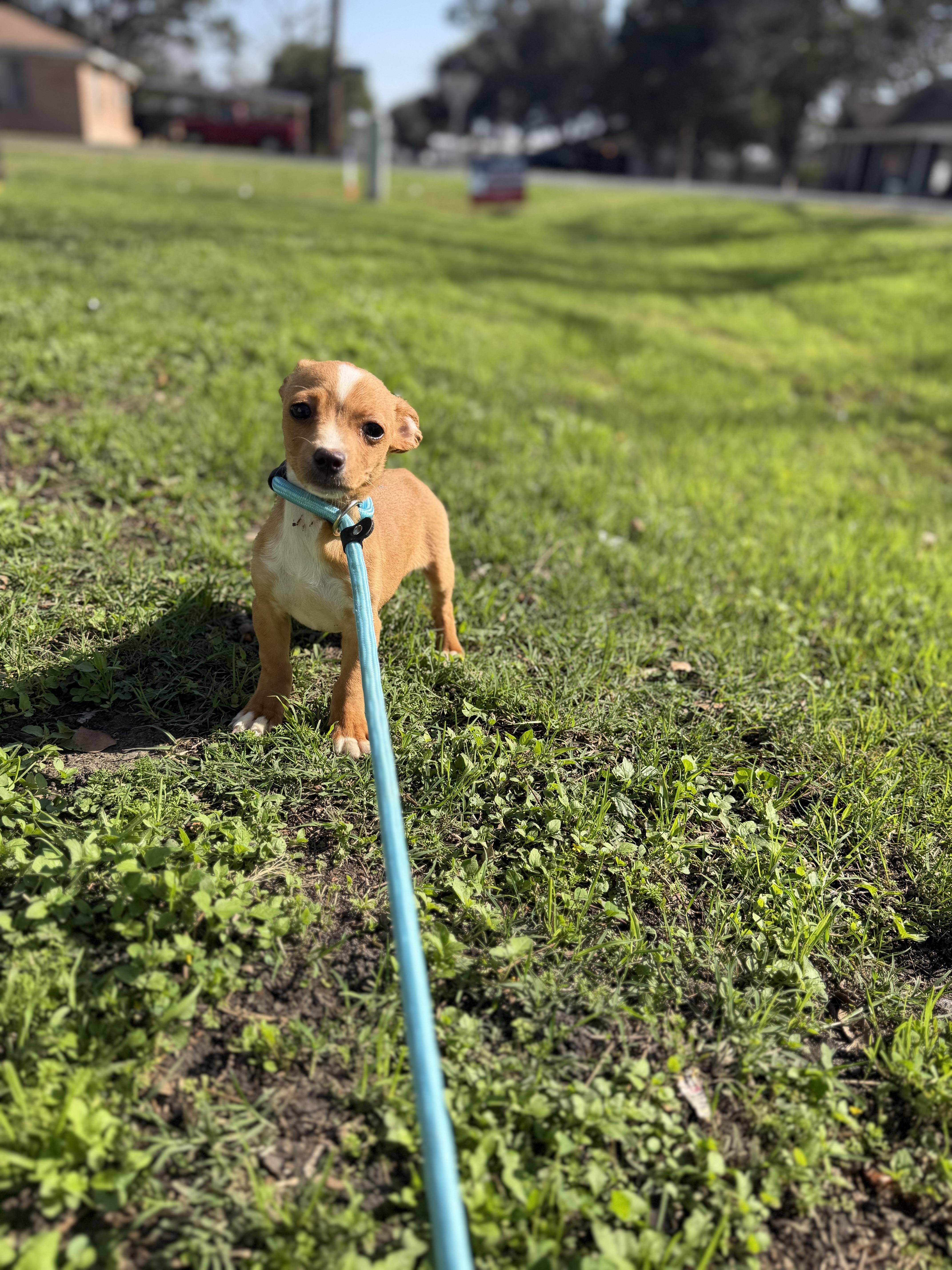 Marie, a ADOPTABLE mixed breed in Westerly, RI image 4/5