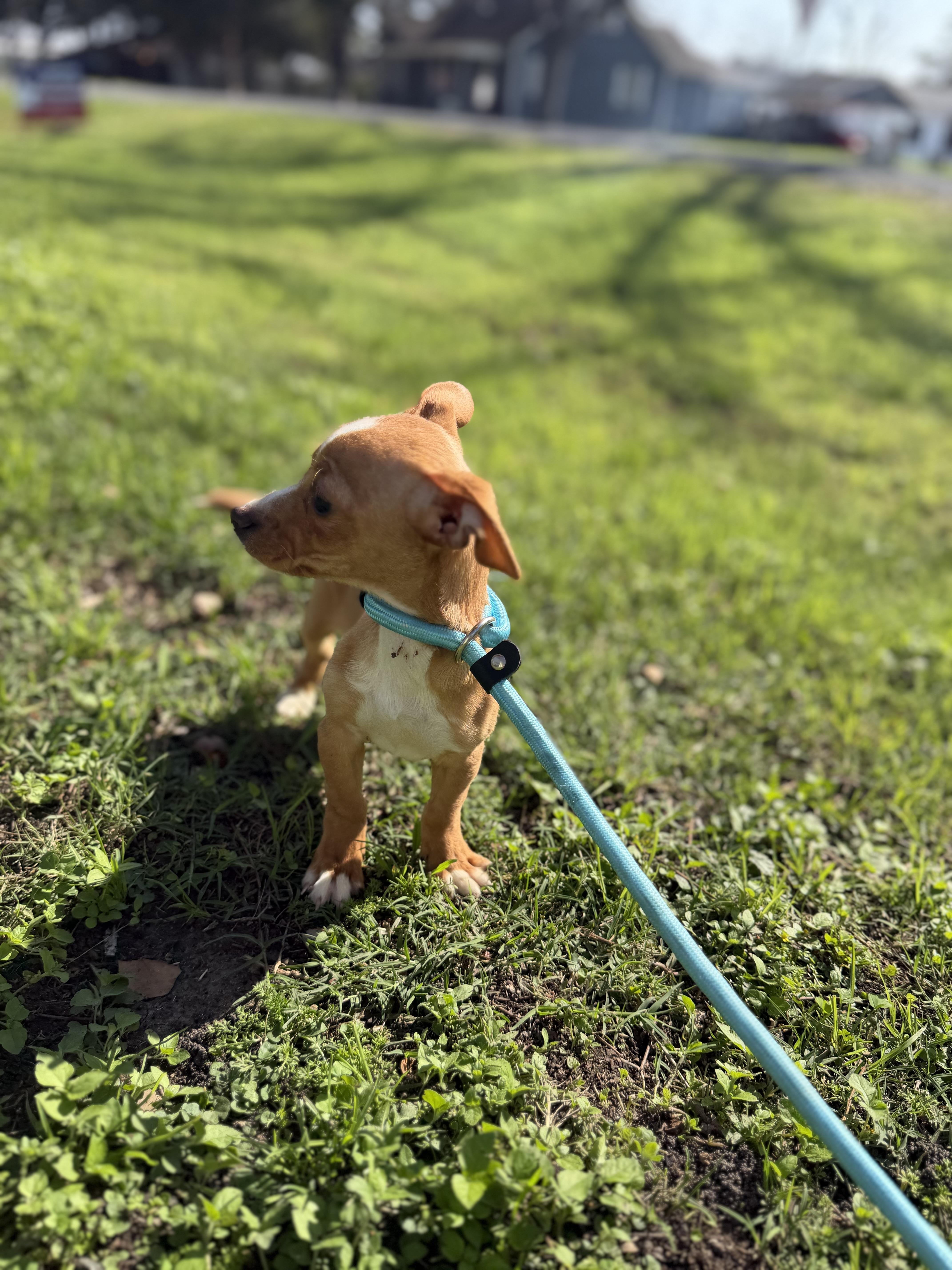 Marie, a ADOPTABLE mixed breed in Westerly, RI image 5/5
