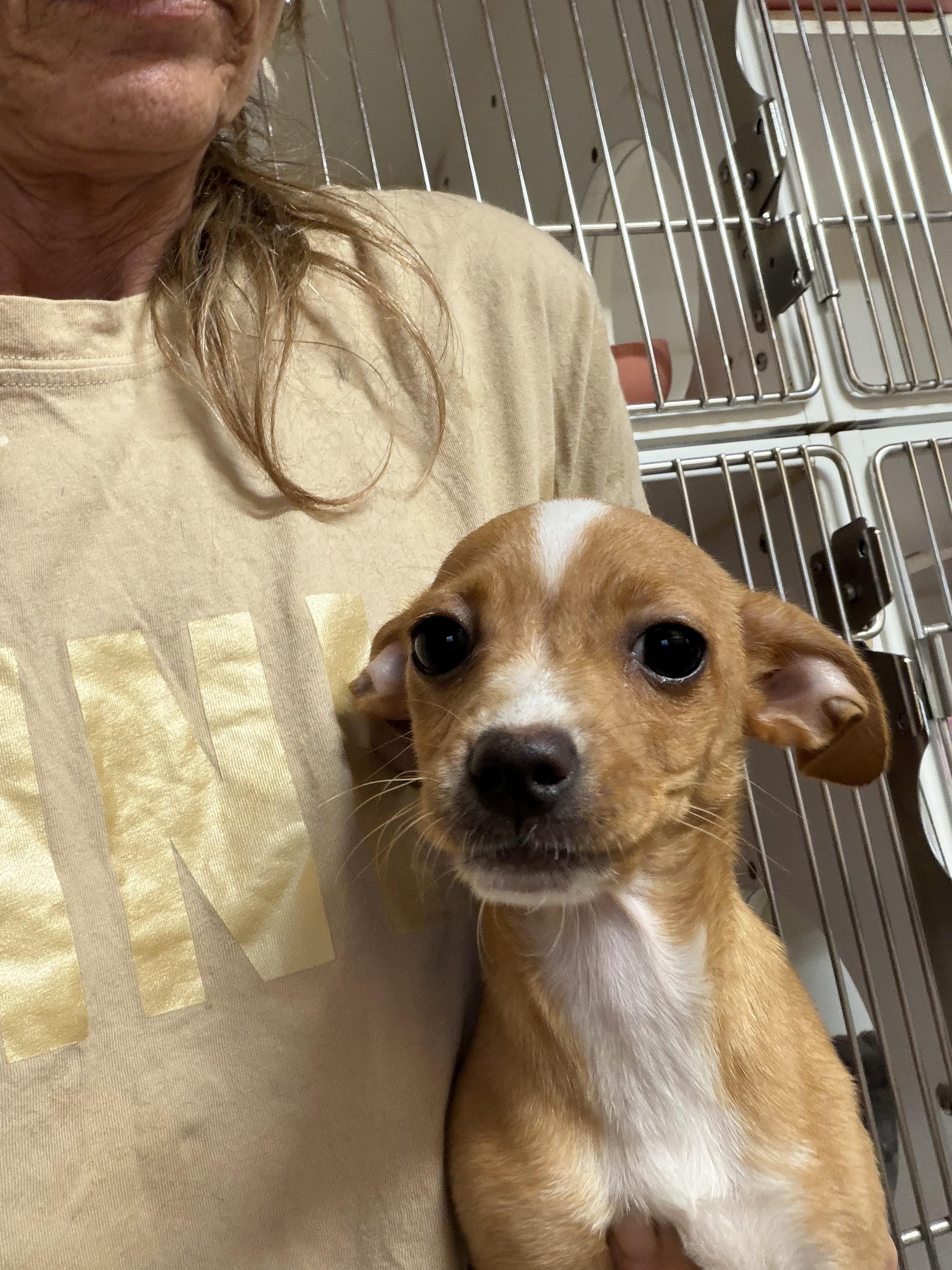 Marie, ADOPTABLE, Young Female Chihuahua.