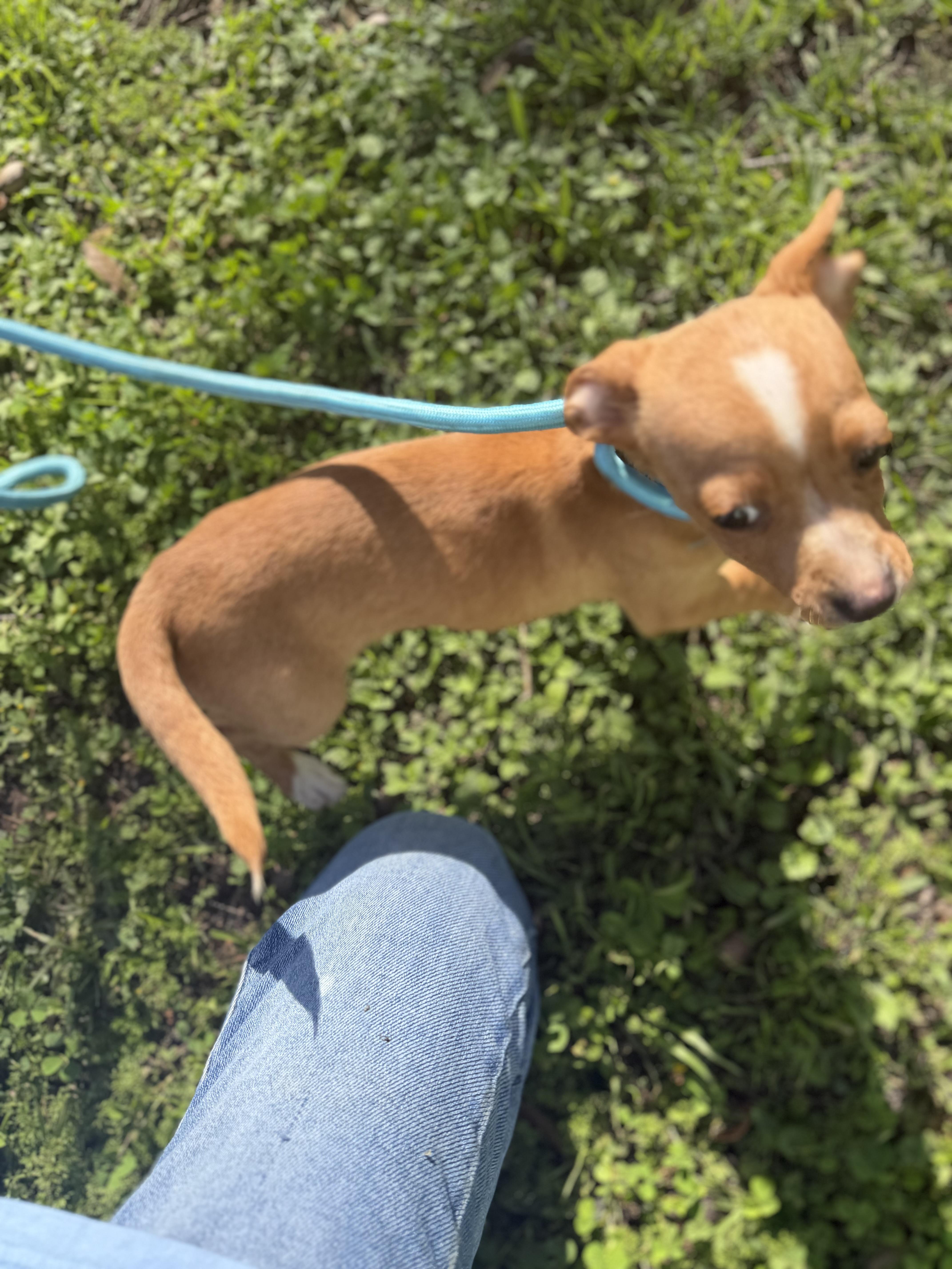 Marie, a ADOPTABLE mixed breed in Westerly, RI image 3/5
