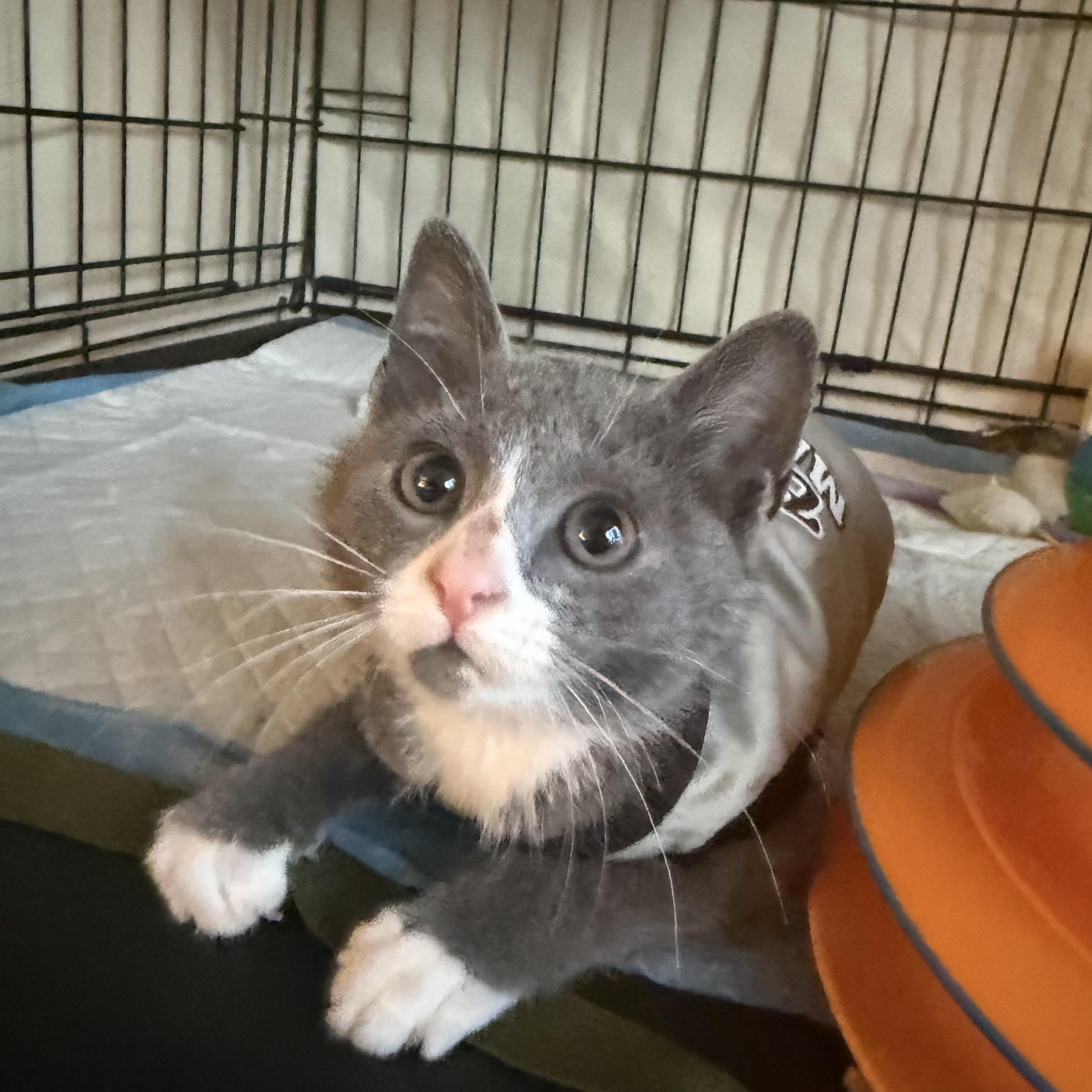 Peekie Boo & Papito, a ADOPTABLE Domestic Short Hair in Brooklyn, NY image 6/6