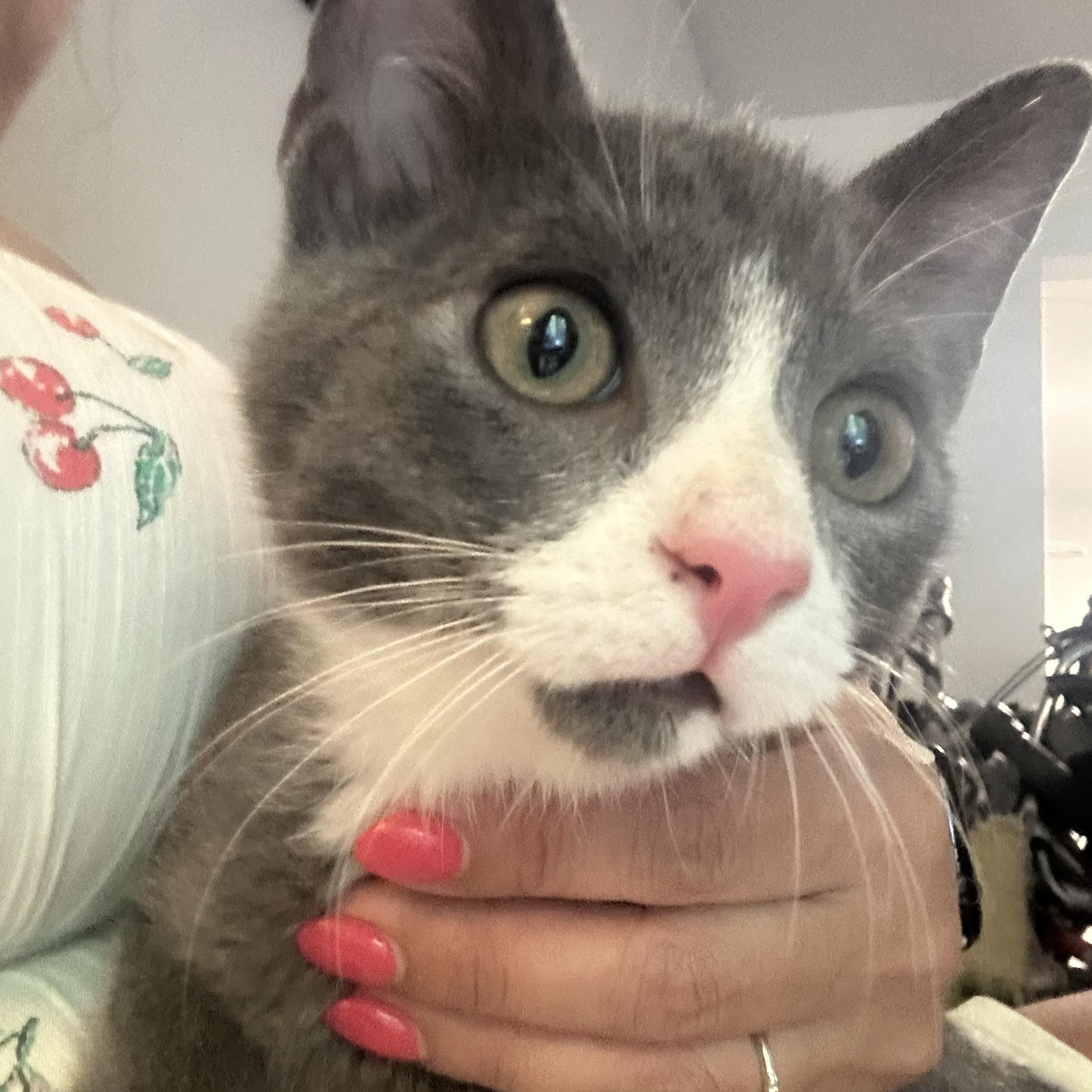 Peekie Boo & Papito, a ADOPTABLE Domestic Short Hair in Brooklyn, NY image 2/6