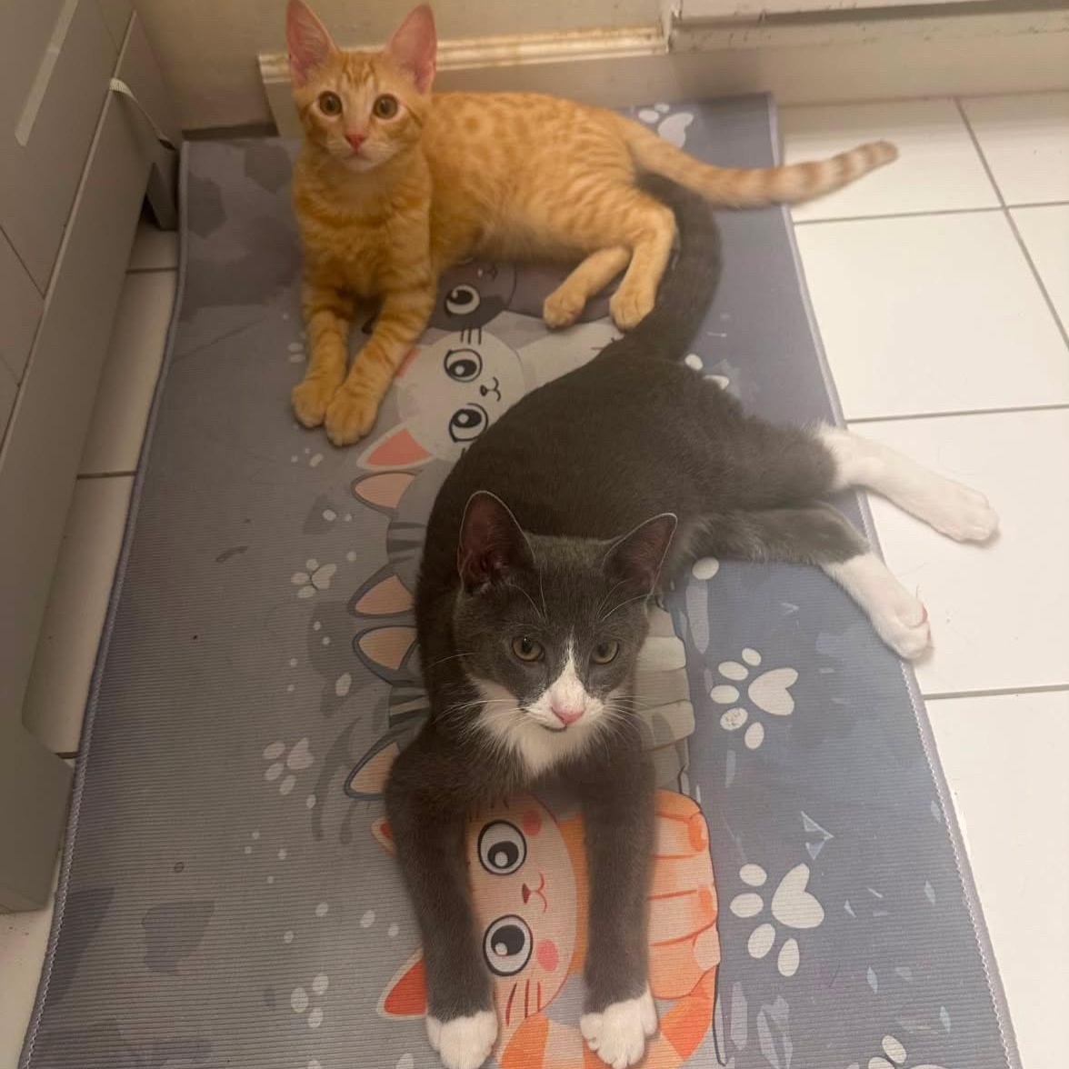 Peekie Boo & Papito, a ADOPTABLE Domestic Short Hair in Brooklyn, NY image 1/6