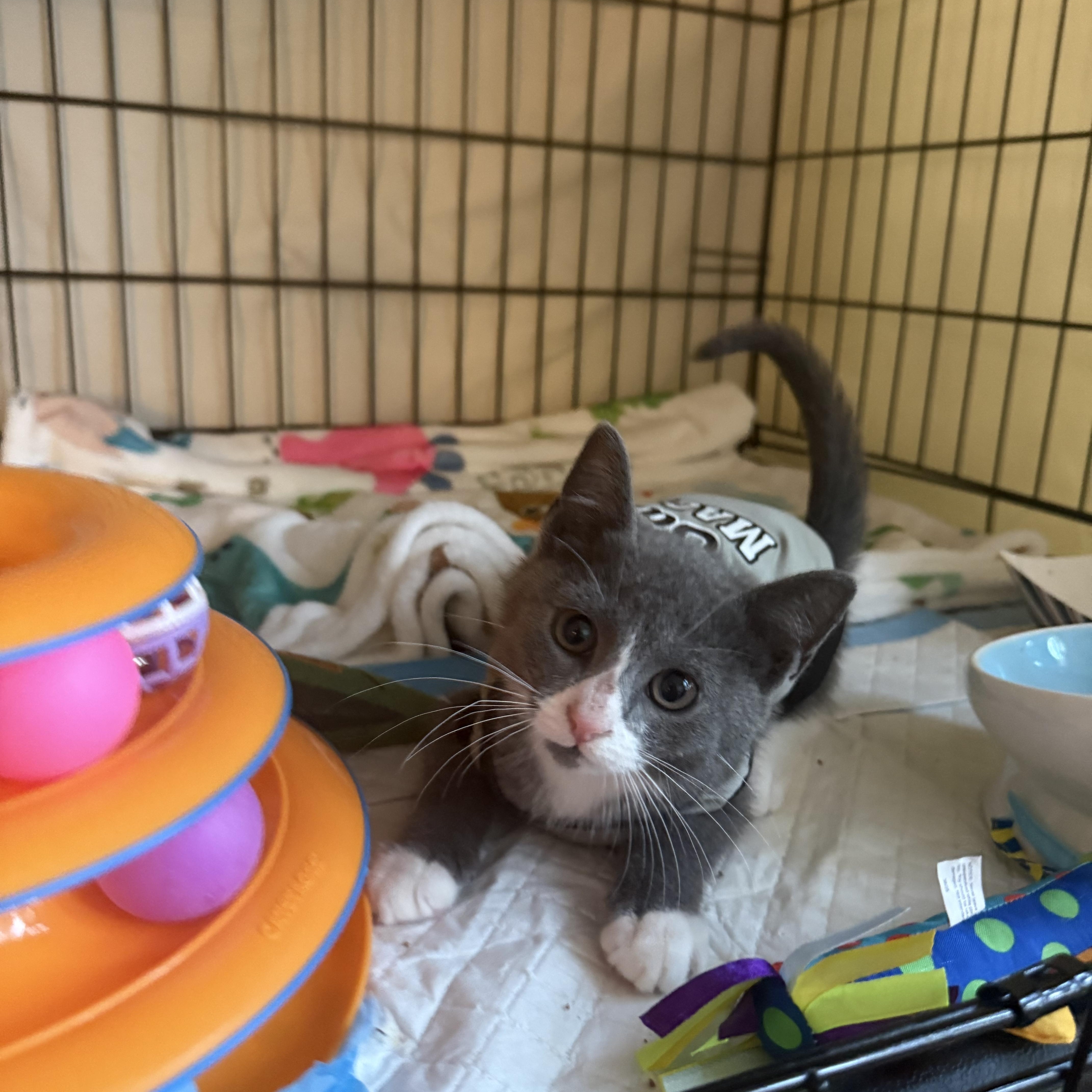 Peekie Boo & Papito, a ADOPTABLE Domestic Short Hair in Brooklyn, NY image 5/6