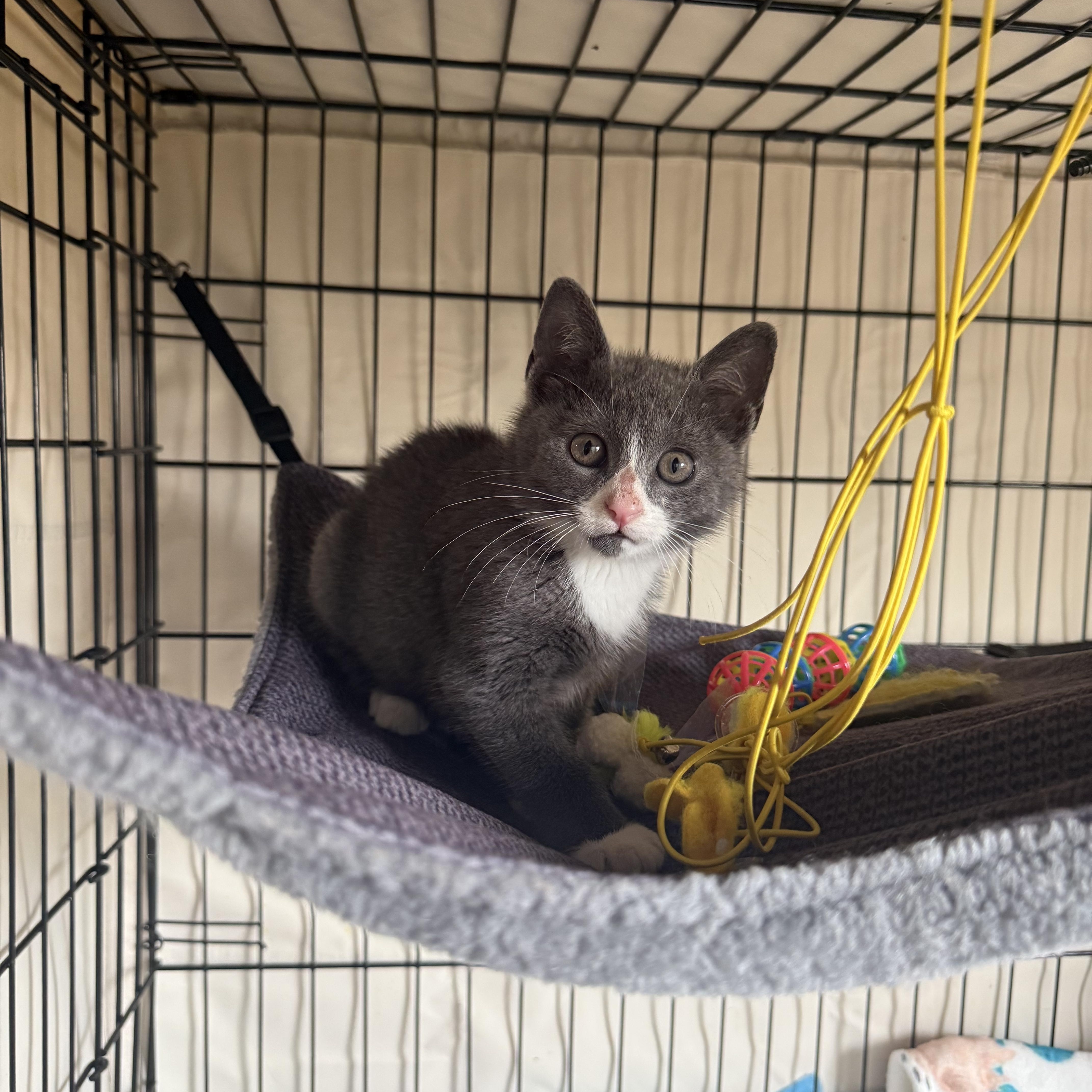 Peekie Boo & Papito, a ADOPTABLE Domestic Short Hair in Brooklyn, NY image 4/6