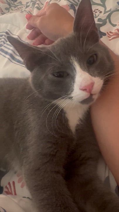 Enlarge Peekie Boo & Papito, a ADOPTABLE Domestic Short Hair in Brooklyn, NY video 3/6