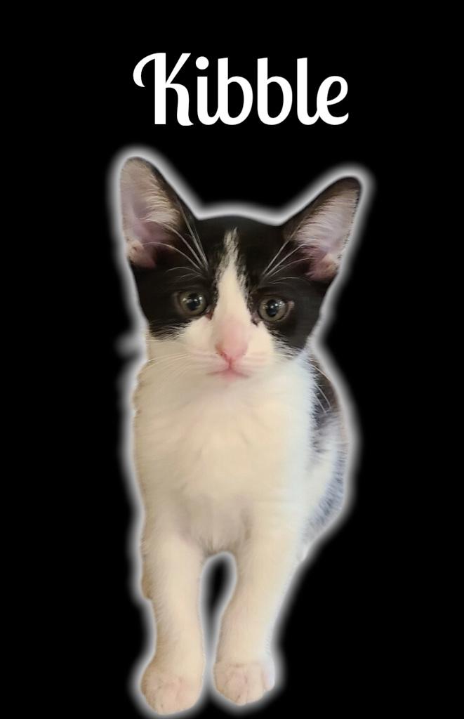 Kibble, adoptable, Kitten Male Domestic Short Hair.