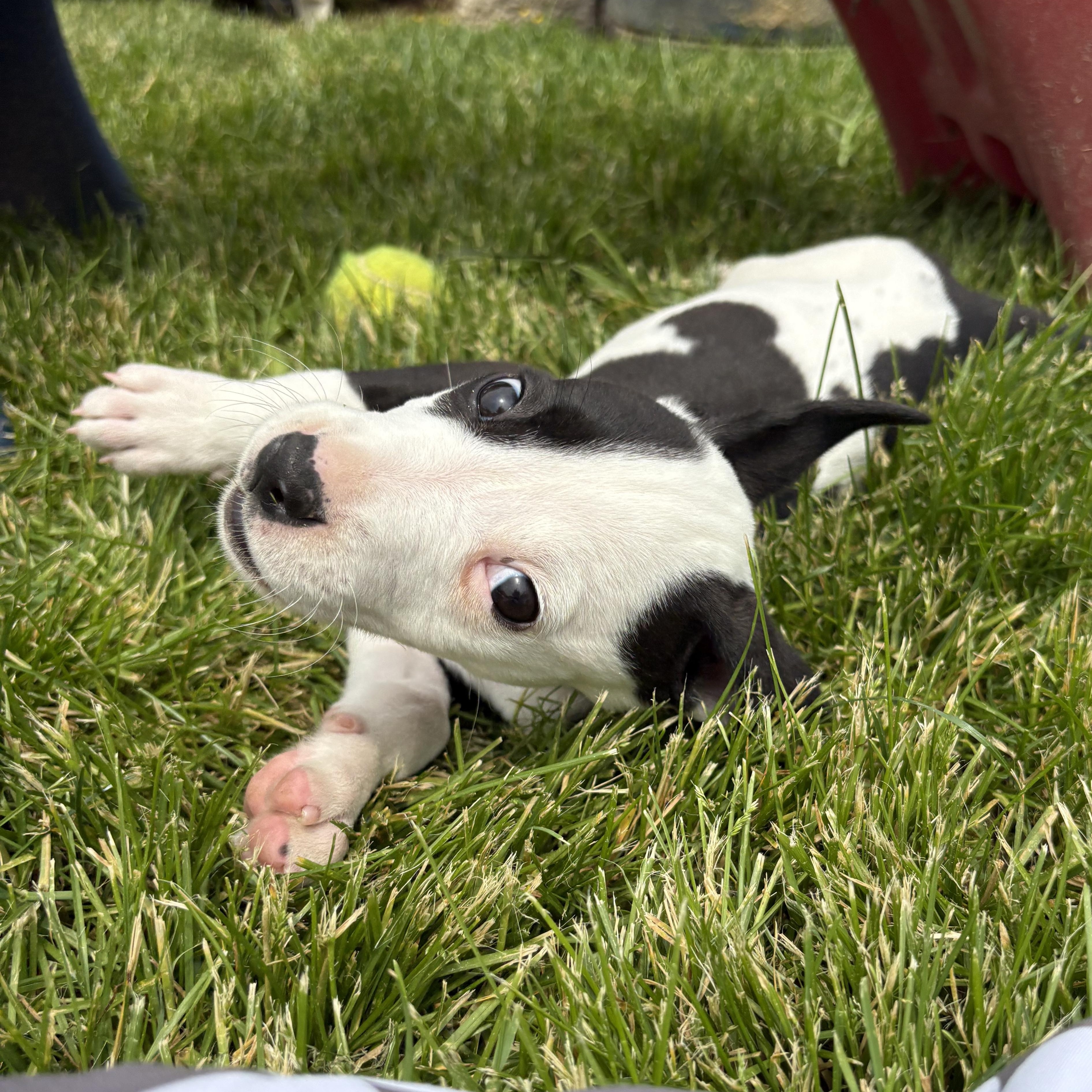 Dr Trinity Santos, adopted, Puppy Female American Staffordshire Terrier & Pit Bull Terrier.