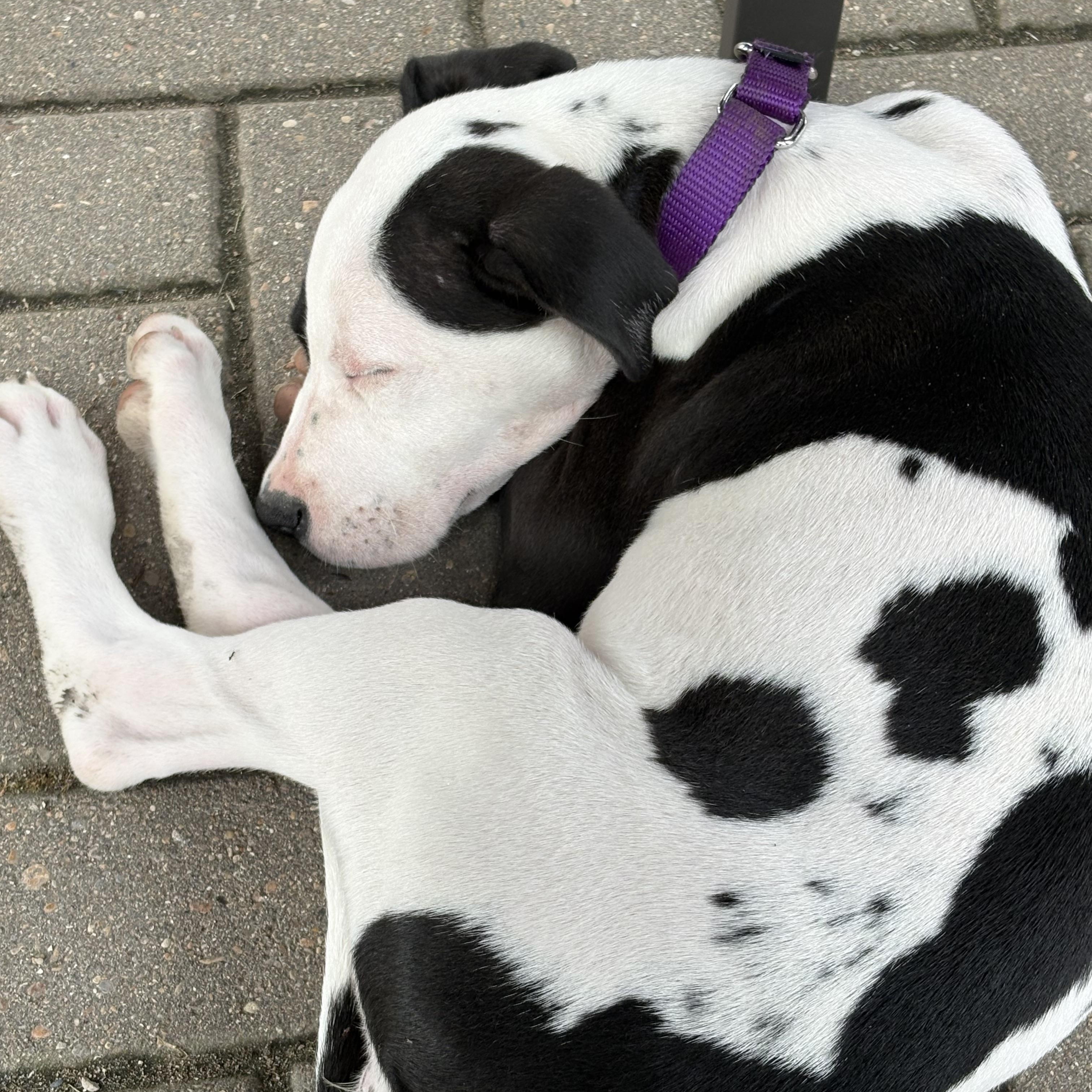 Dr Trinity Santos, an adopted mixed breed in Warrenville, IL image 4/5