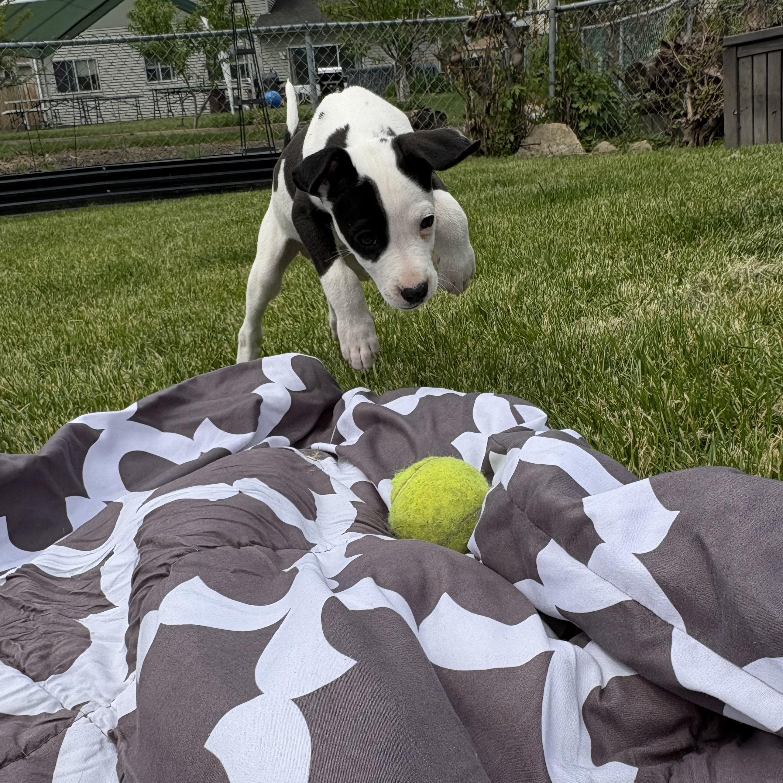 Dr Trinity Santos, an adopted mixed breed in Warrenville, IL image 3/5