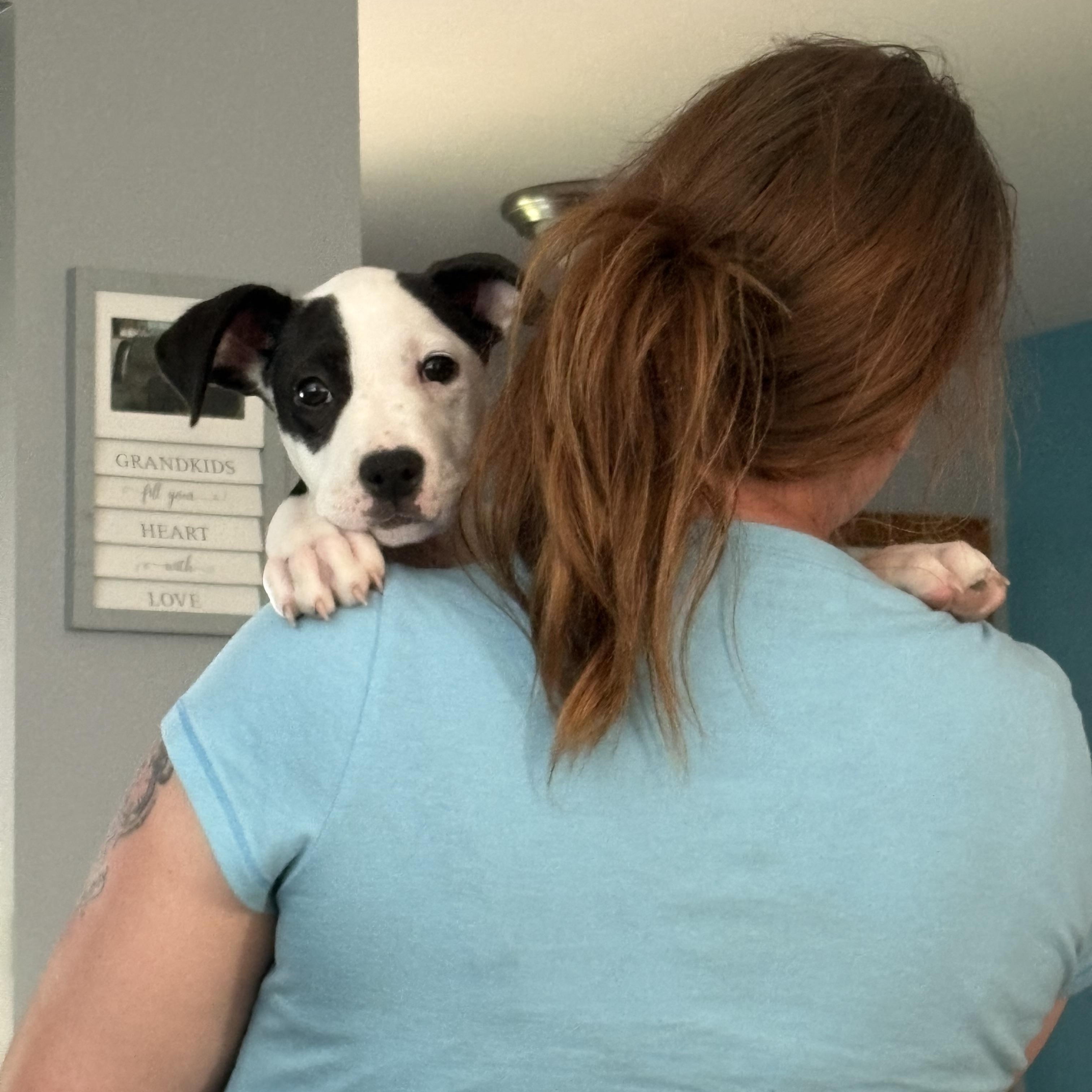 Dr Trinity Santos, an adopted mixed breed in Warrenville, IL image 2/5
