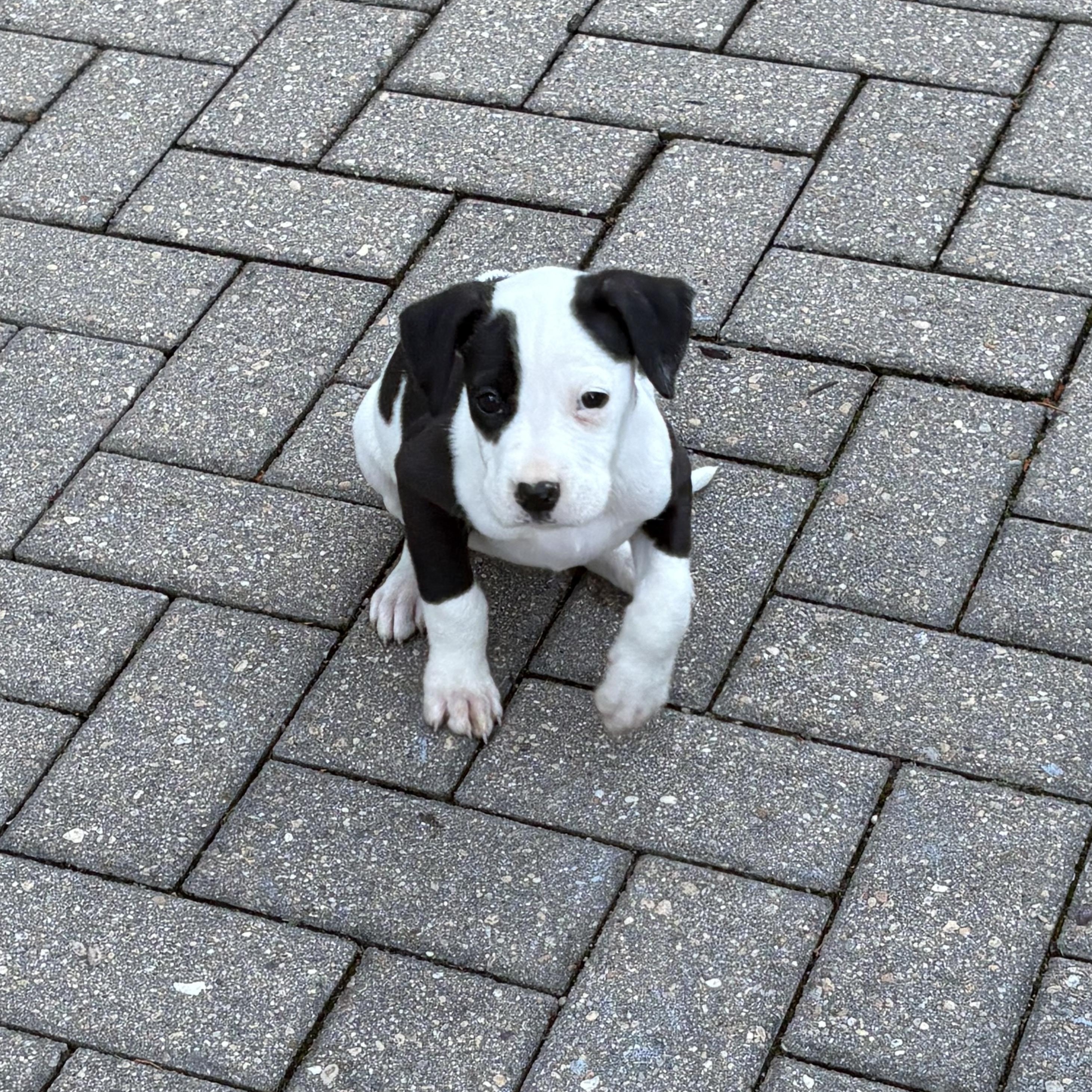 Dr Trinity Santos, an adopted mixed breed in Warrenville, IL image 5/5