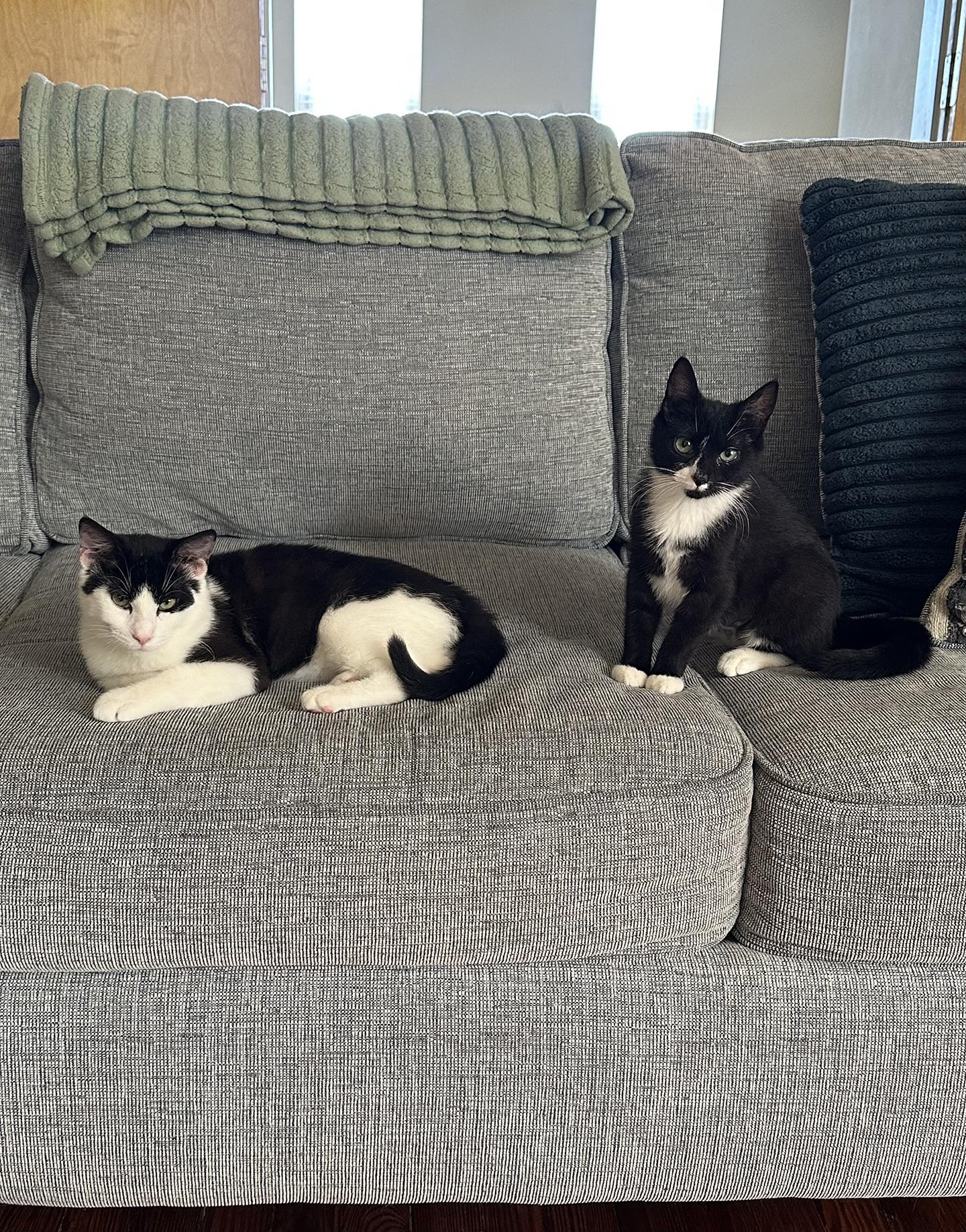 Enlarge Blueberry and Rainy Paxon, an adopted Domestic Short Hair in Philadelphia, PA image 2/6