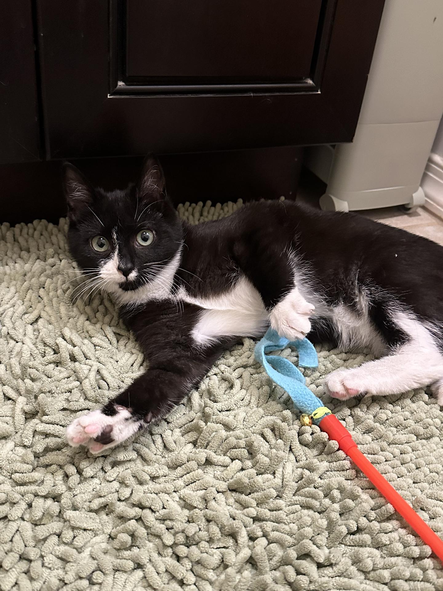 Enlarge Blueberry and Rainy Paxon, an adopted Domestic Short Hair in Philadelphia, PA image 4/6