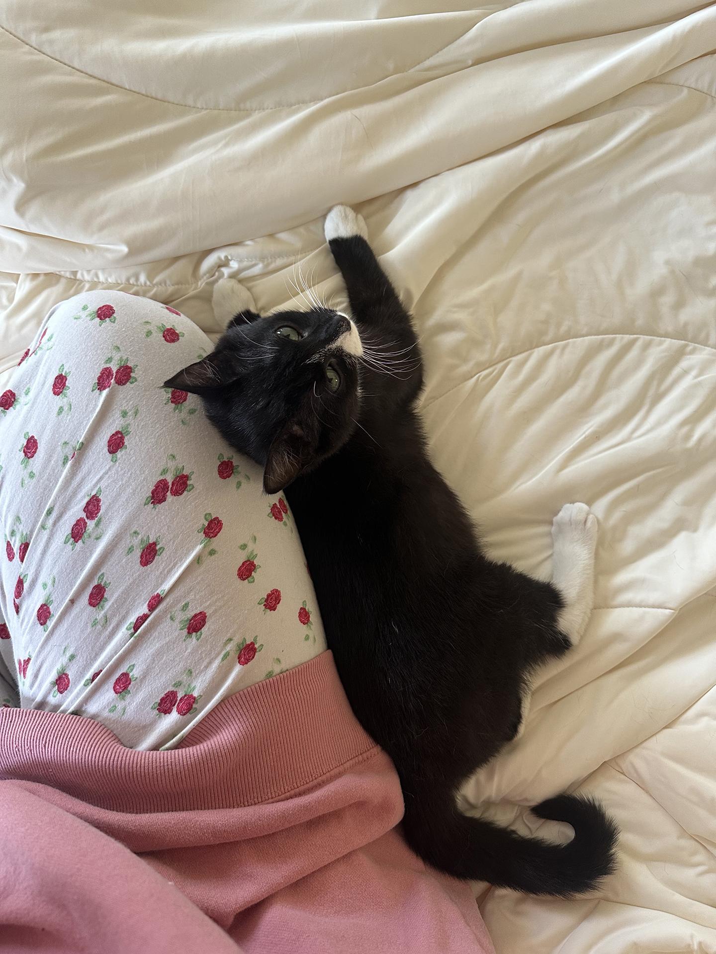 Enlarge Blueberry and Rainy Paxon, an adopted Domestic Short Hair in Philadelphia, PA image 6/6