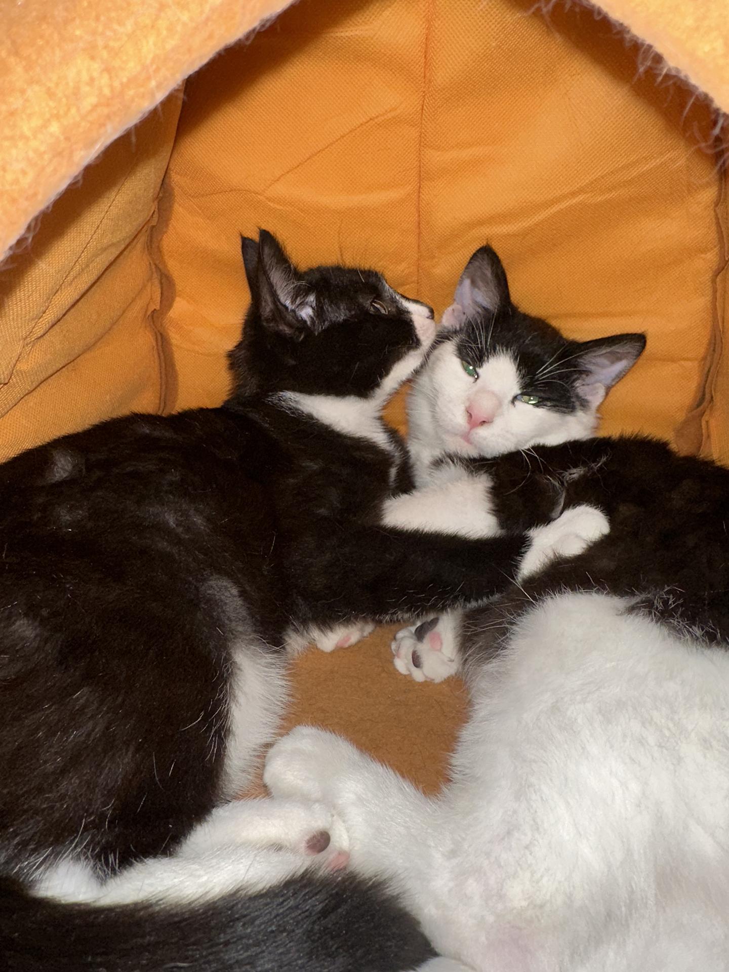 Blueberry and Rainy Paxon, adopted, Kitten Female Domestic Short Hair.
