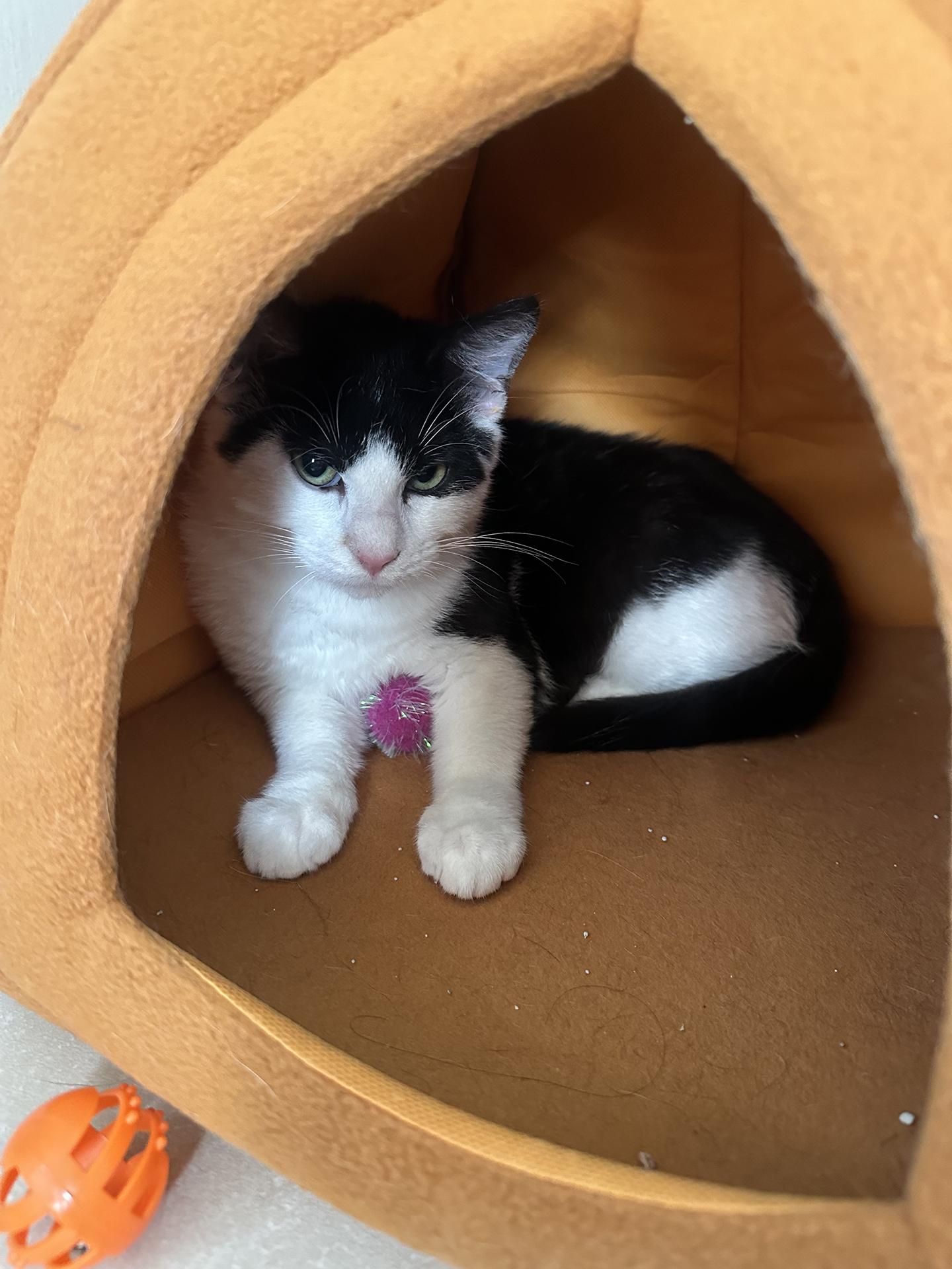 Enlarge Blueberry and Rainy Paxon, an adopted Domestic Short Hair in Philadelphia, PA image 5/6