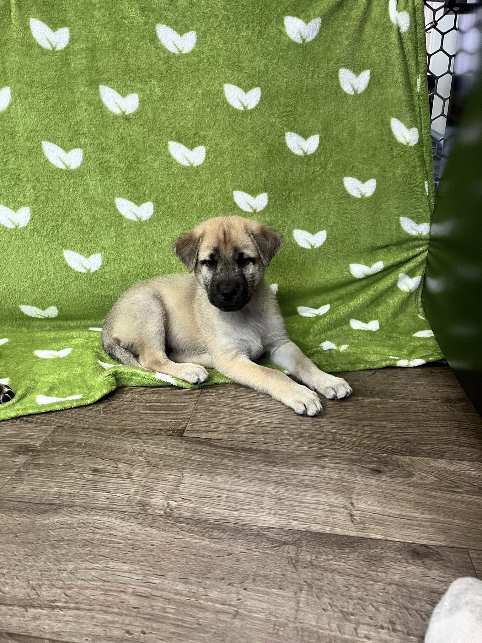 Data, adopted, Puppy Male Shepherd & Husky.