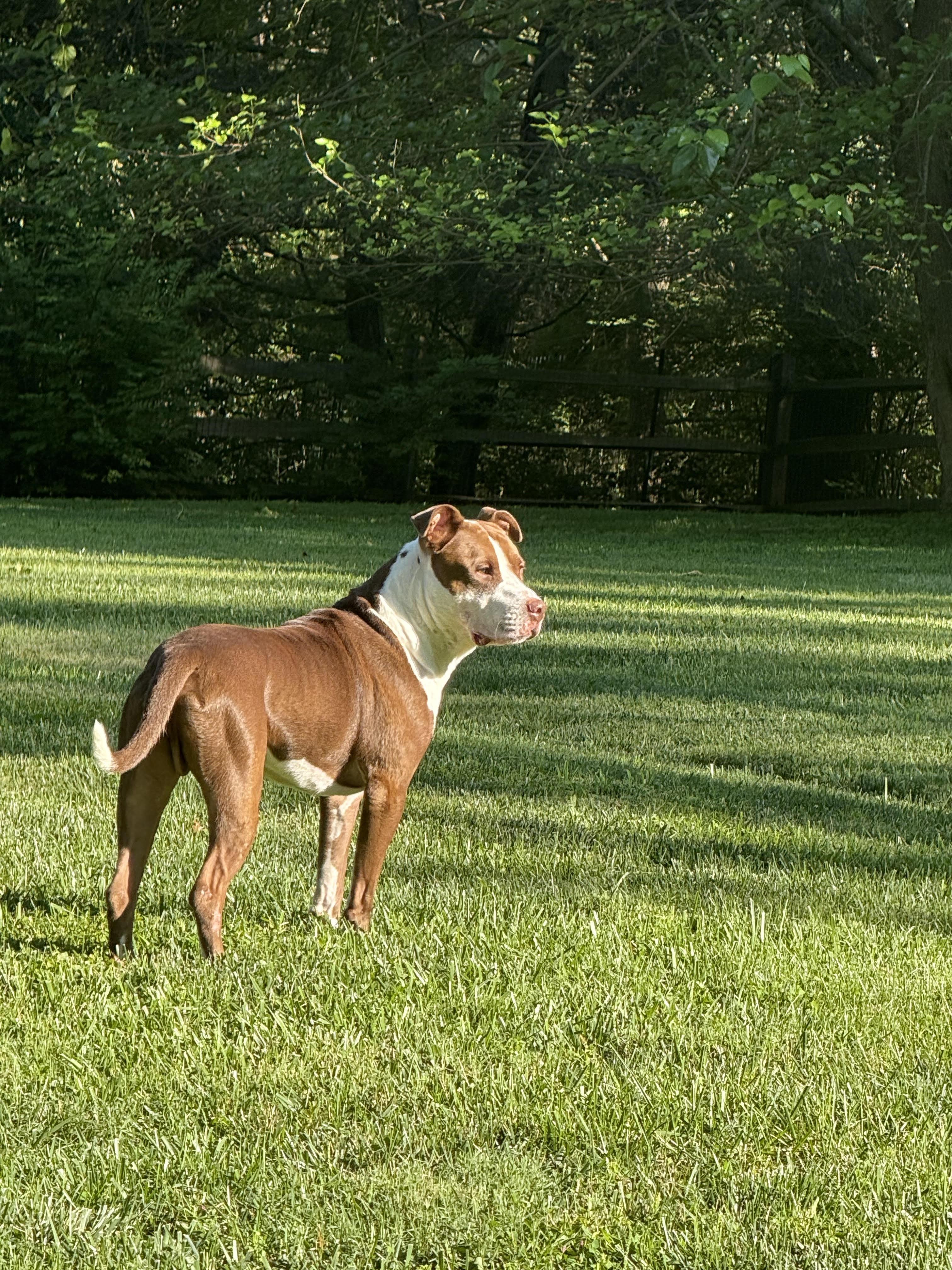 Buddy